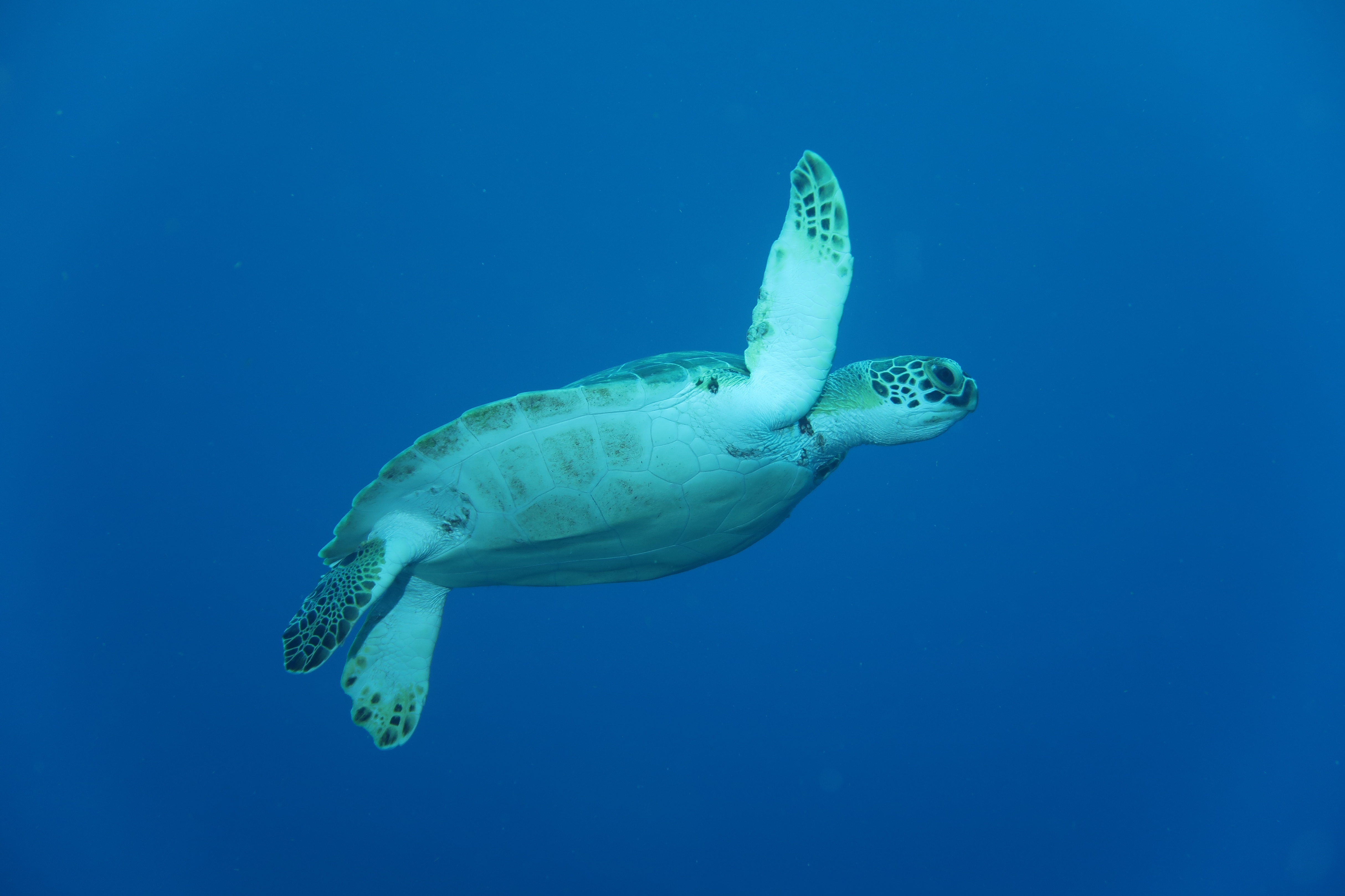 graceful swimmer