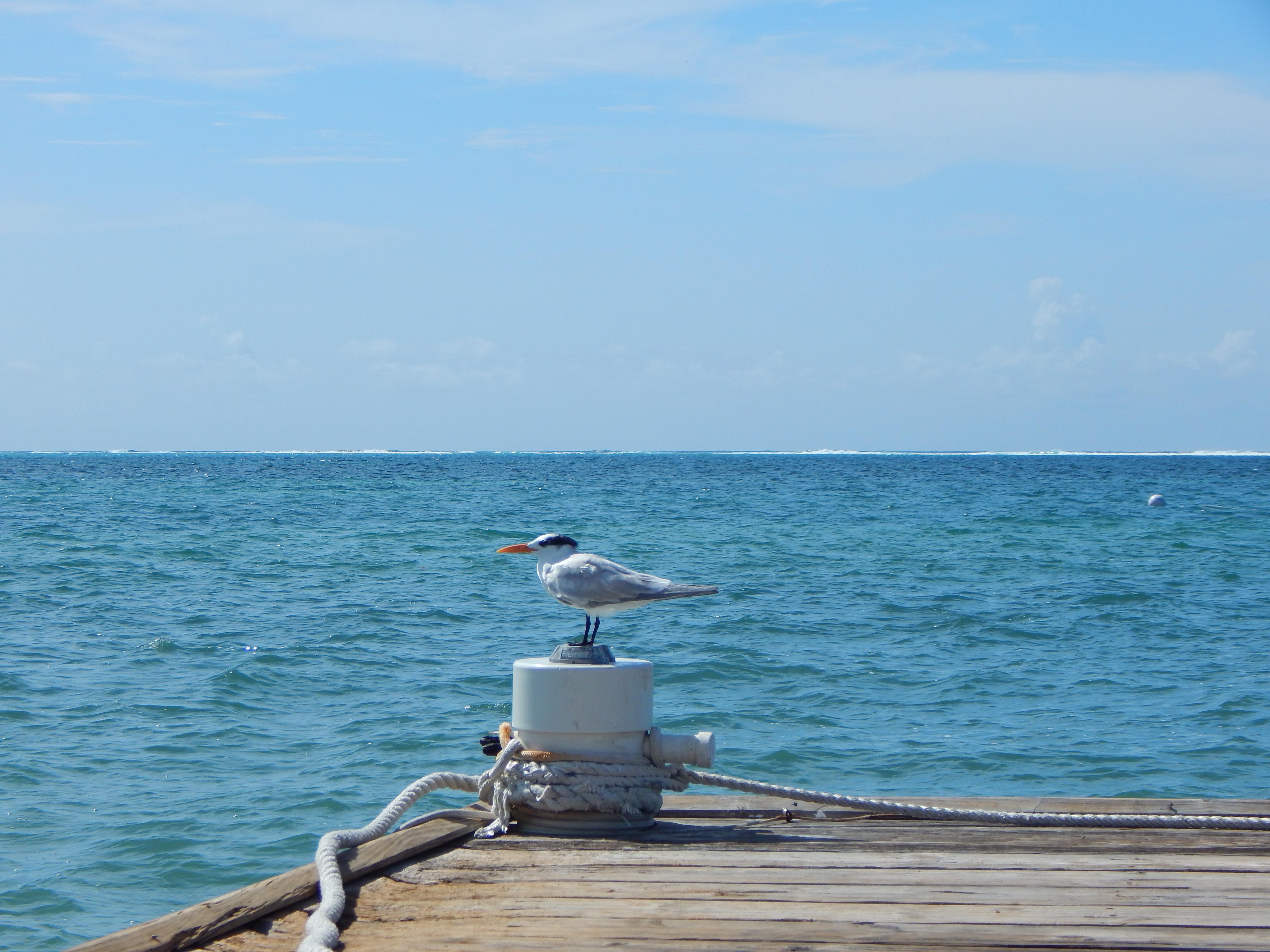 Grand Cayman