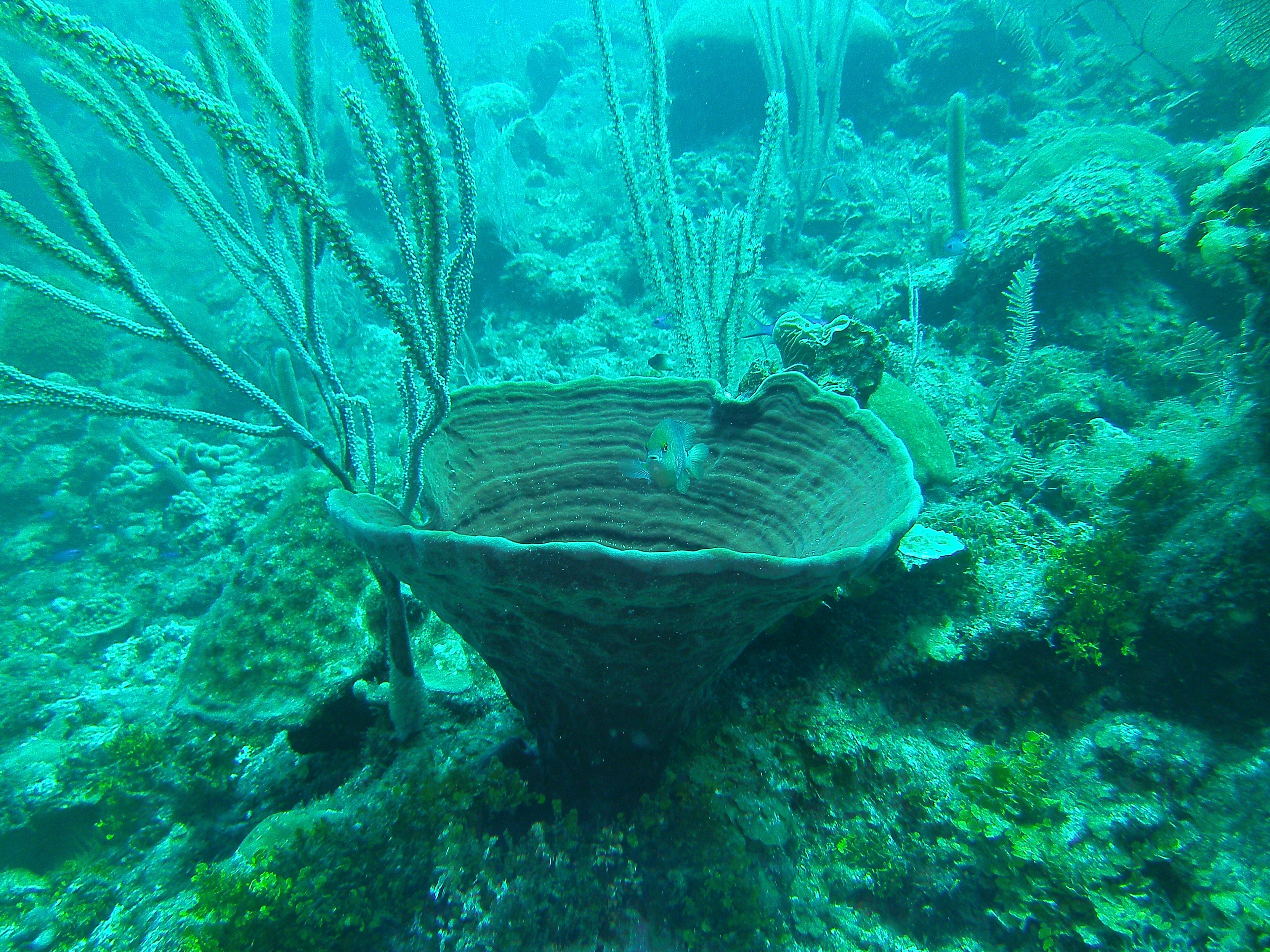 Grand Cayman