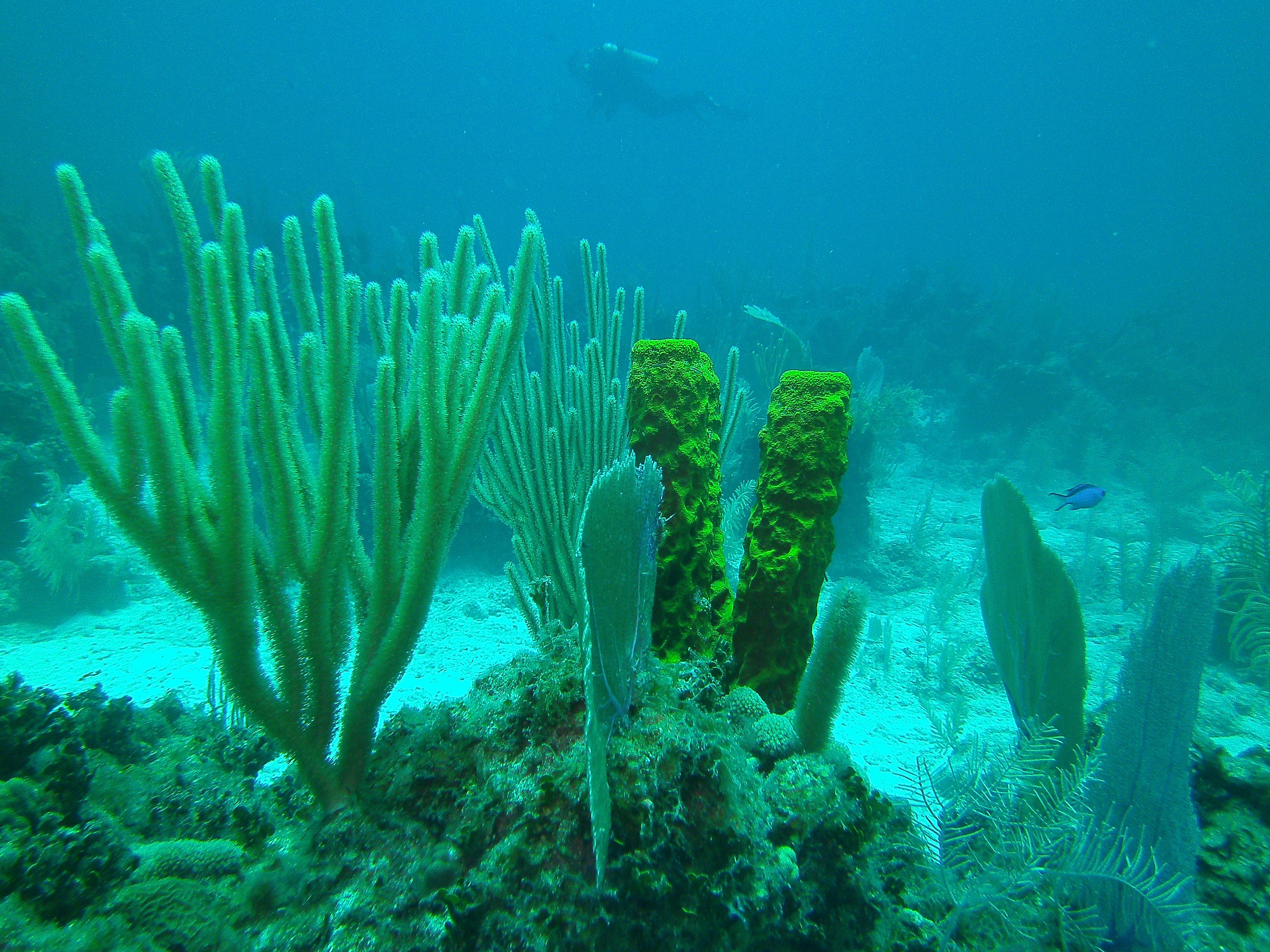 Grand Cayman