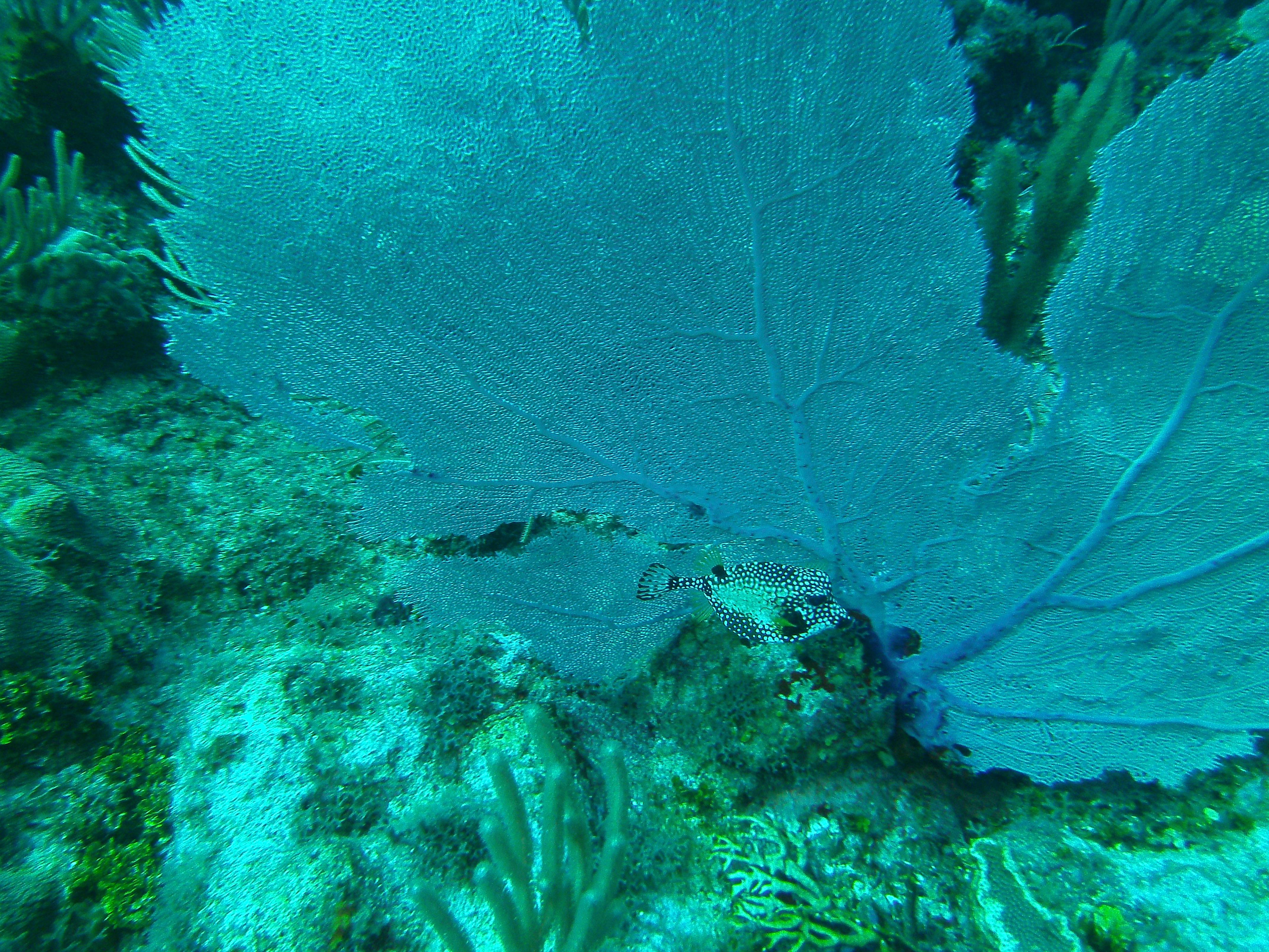 Grand Cayman