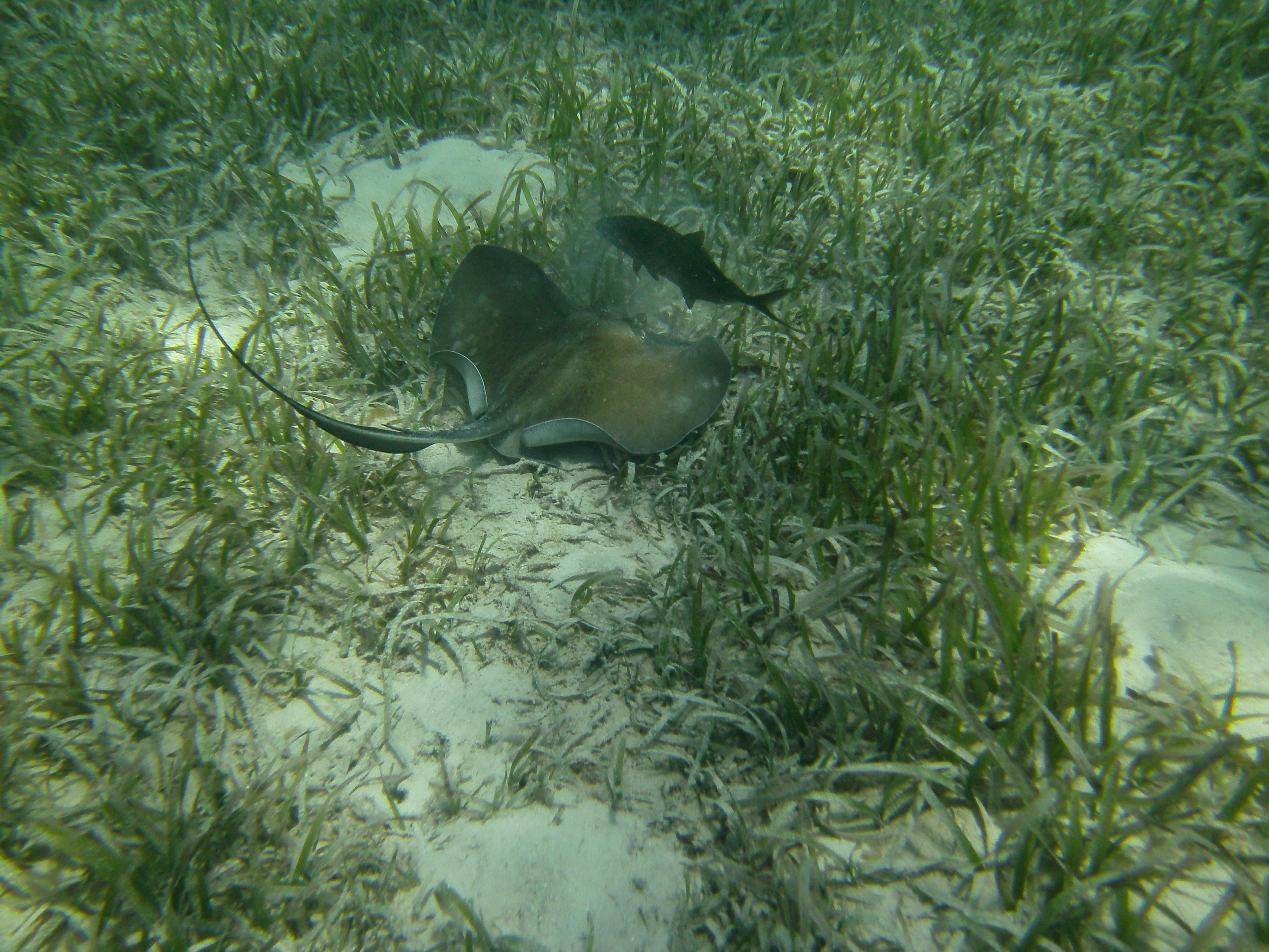 Grand Cayman