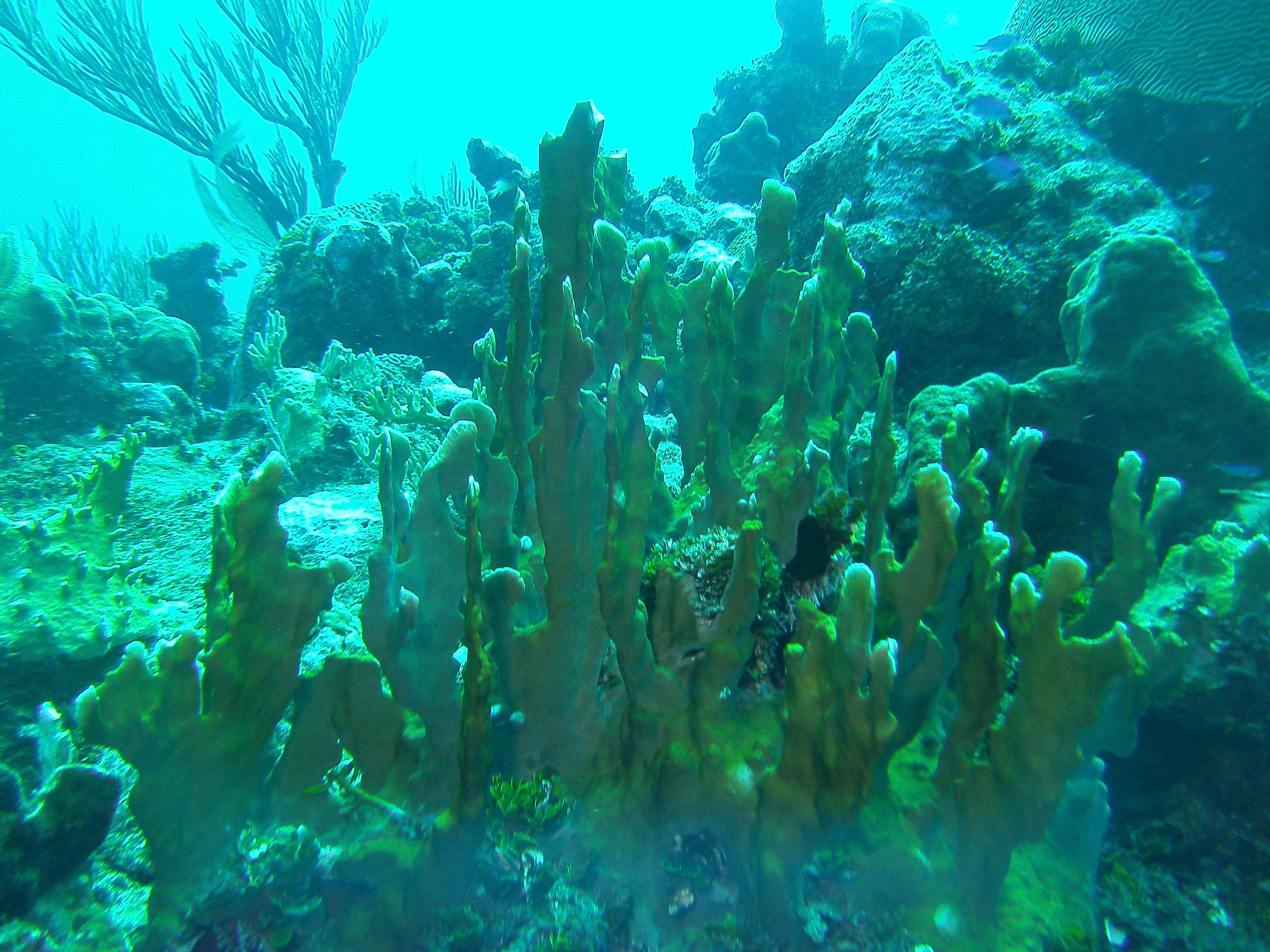 Grand Cayman