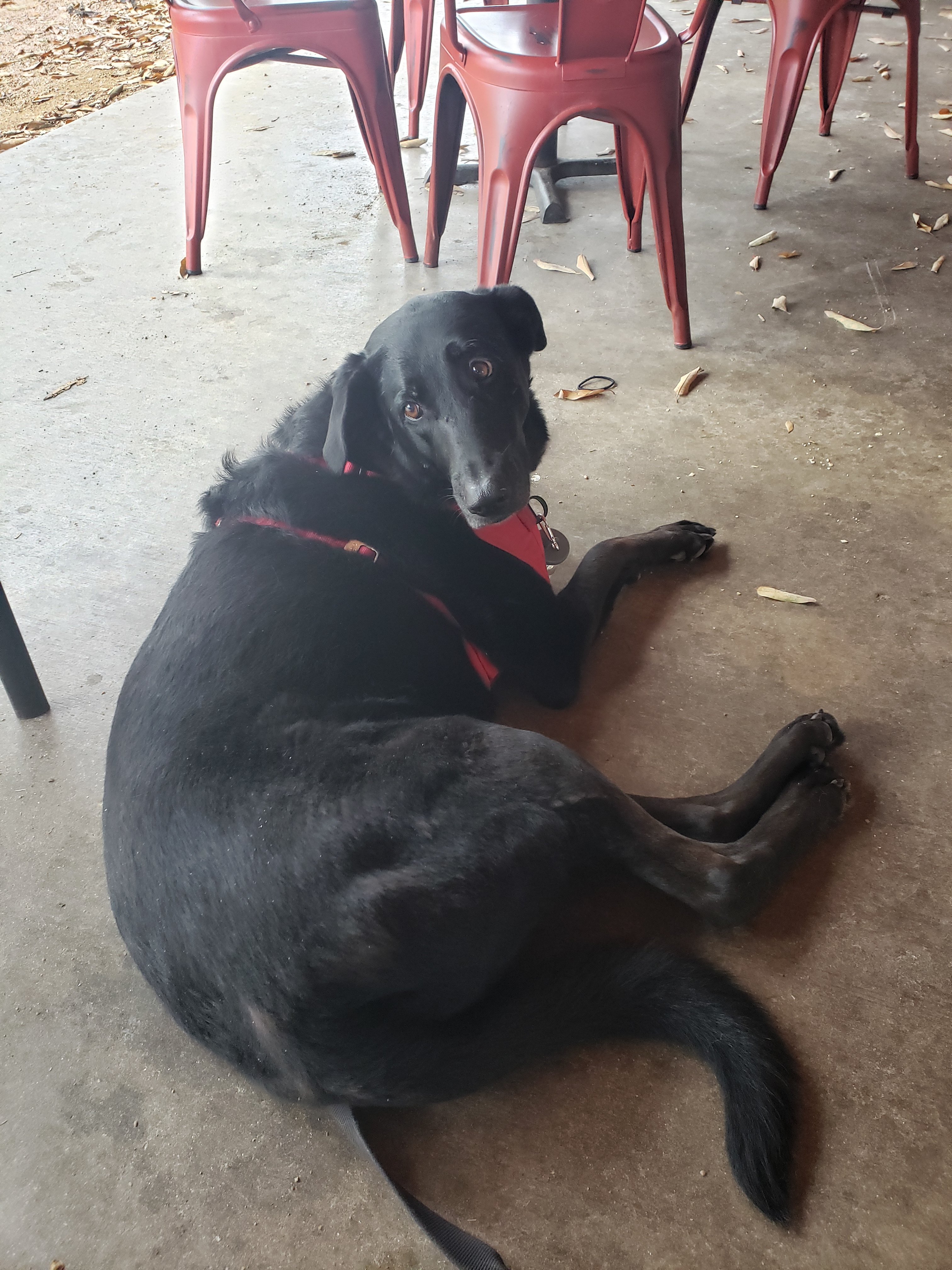 Gratuitous puppy pic of Ellie hanging out with us at Railyard