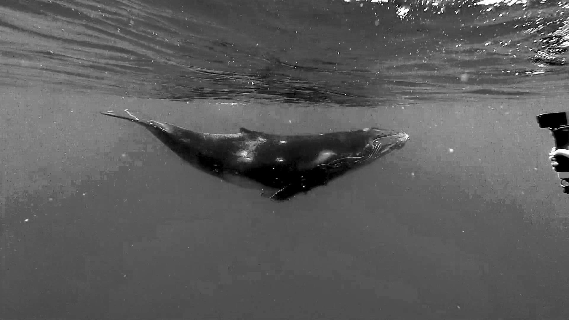 Grayscale Whale