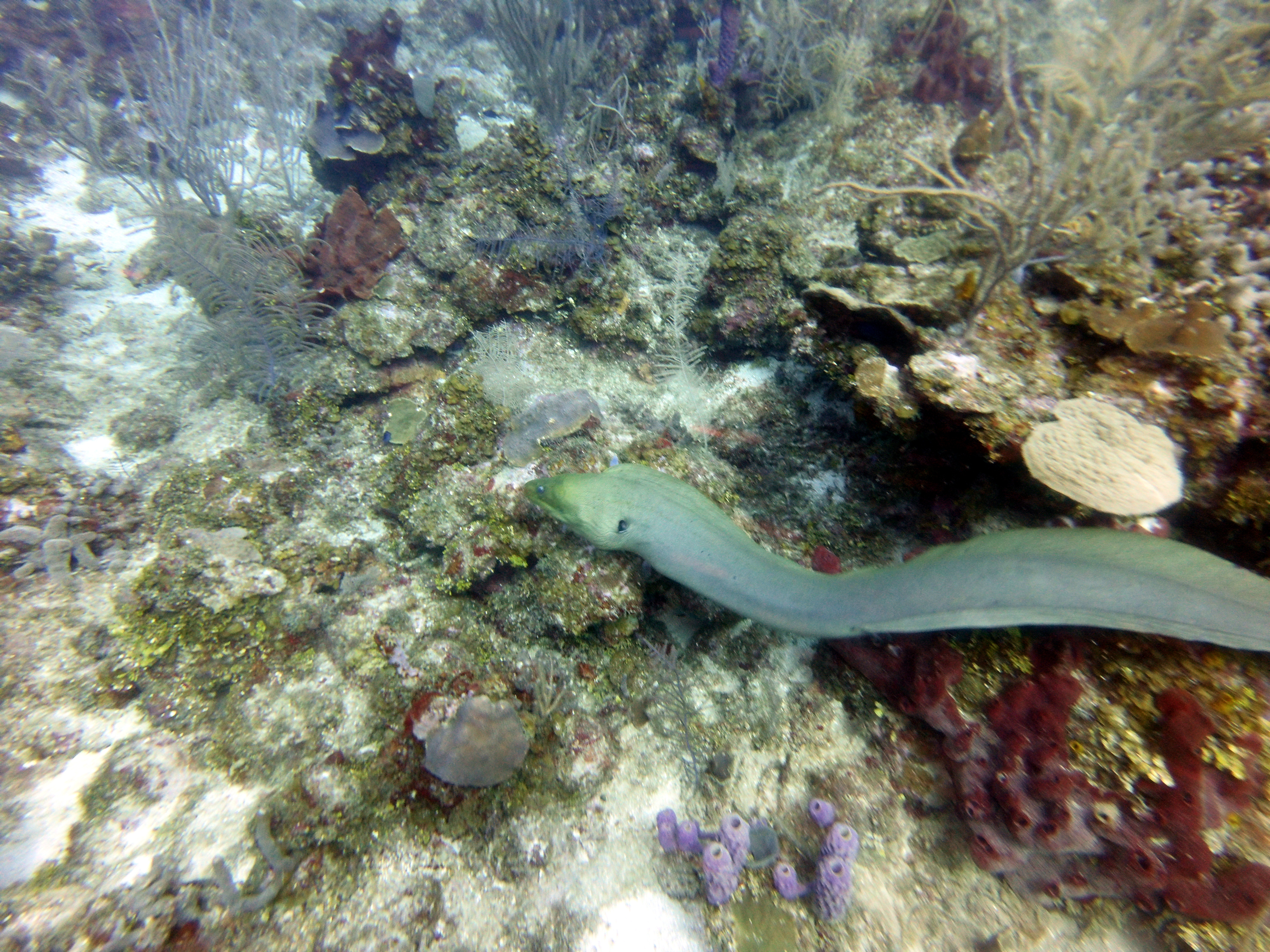 Great big eel at Canyon Reef aka Zig Zag