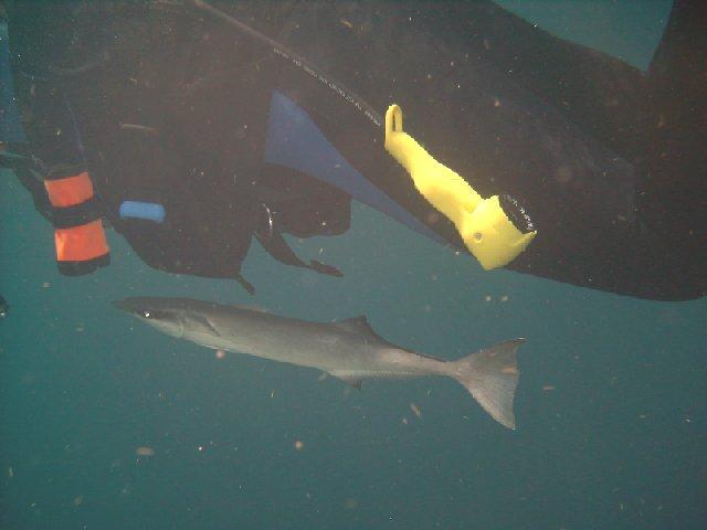 Great minds think alike