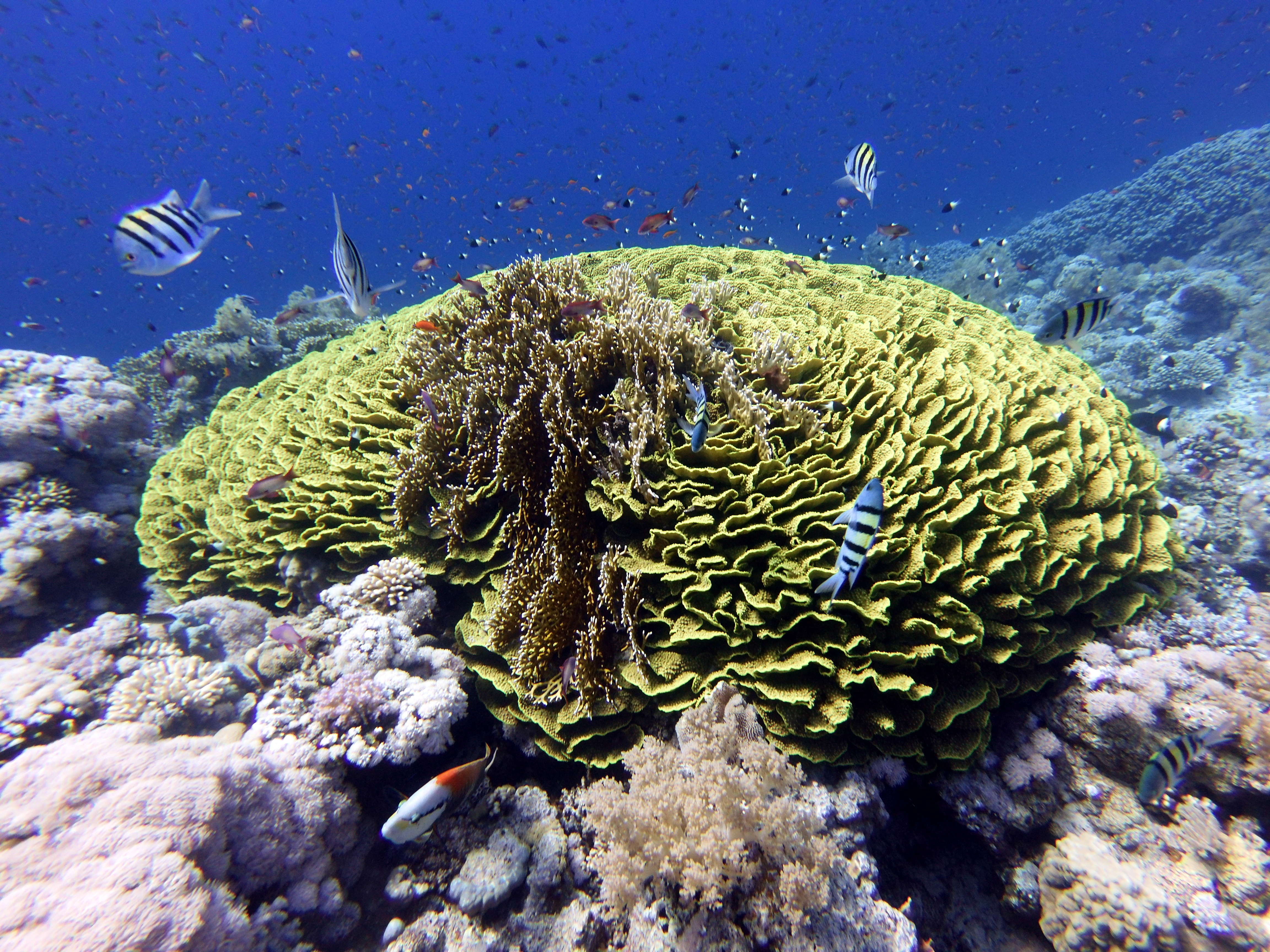 Green coral at Jackson Reef