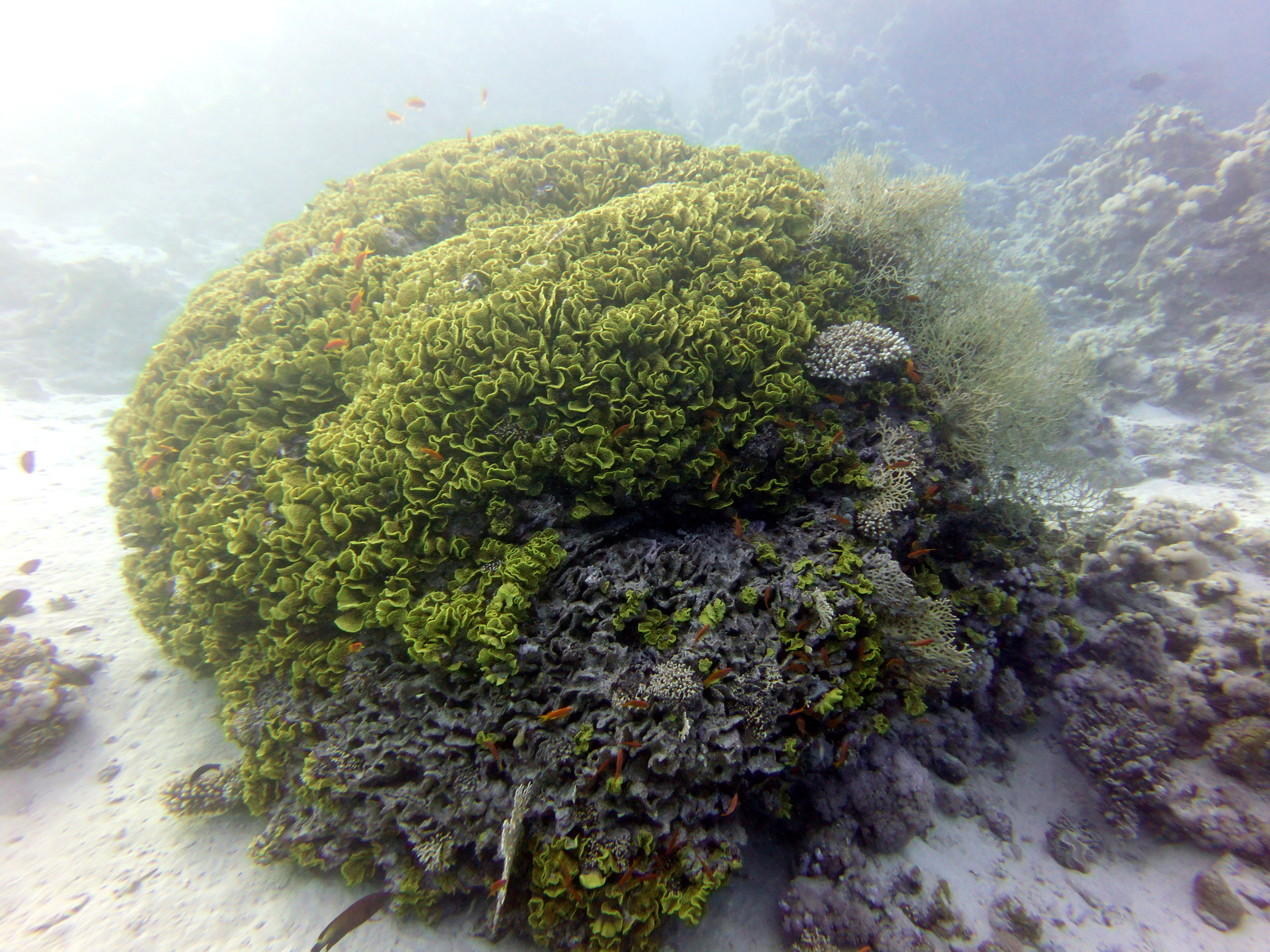 Green coral at Near Garden