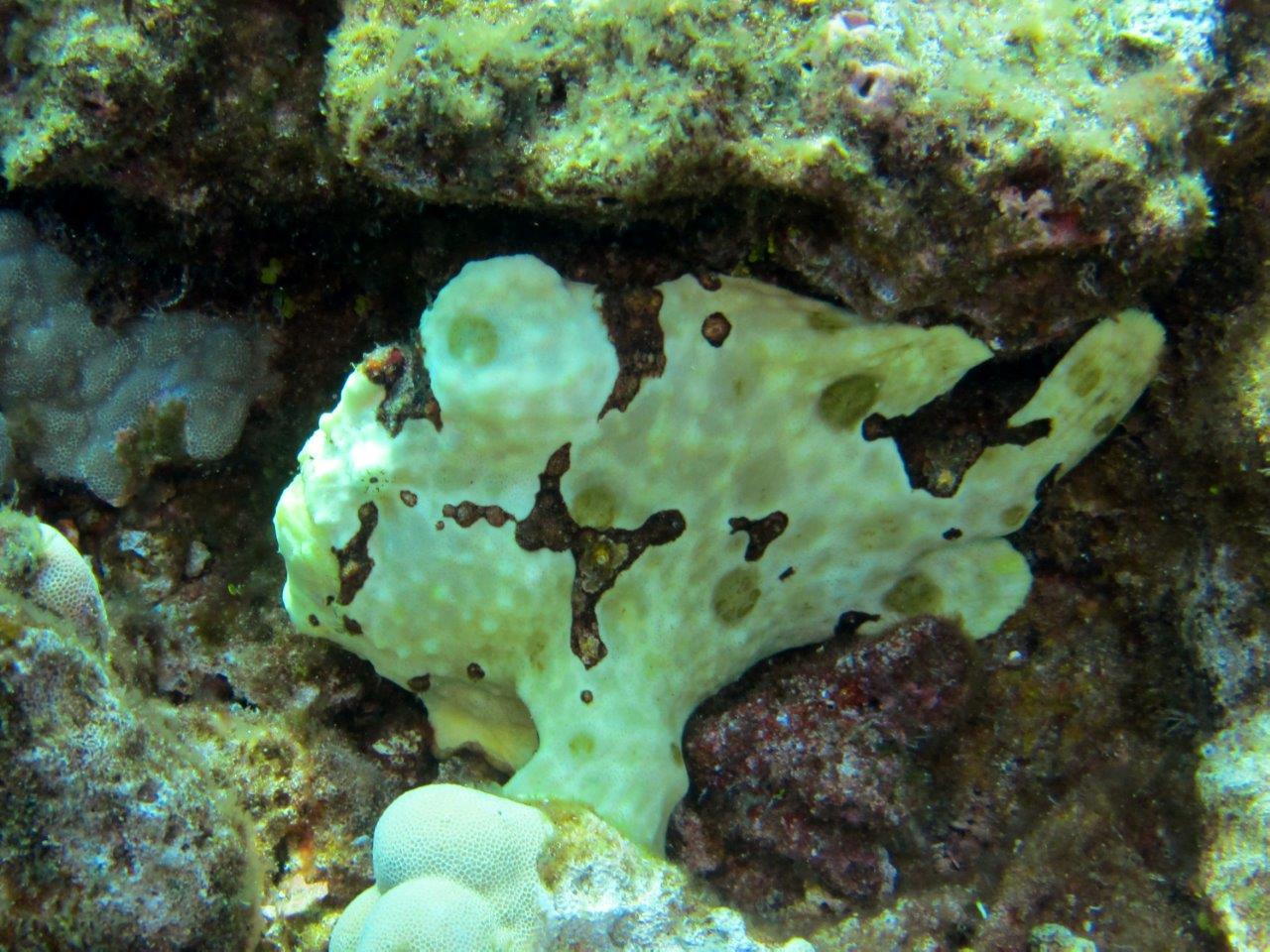 Green Frog Fish