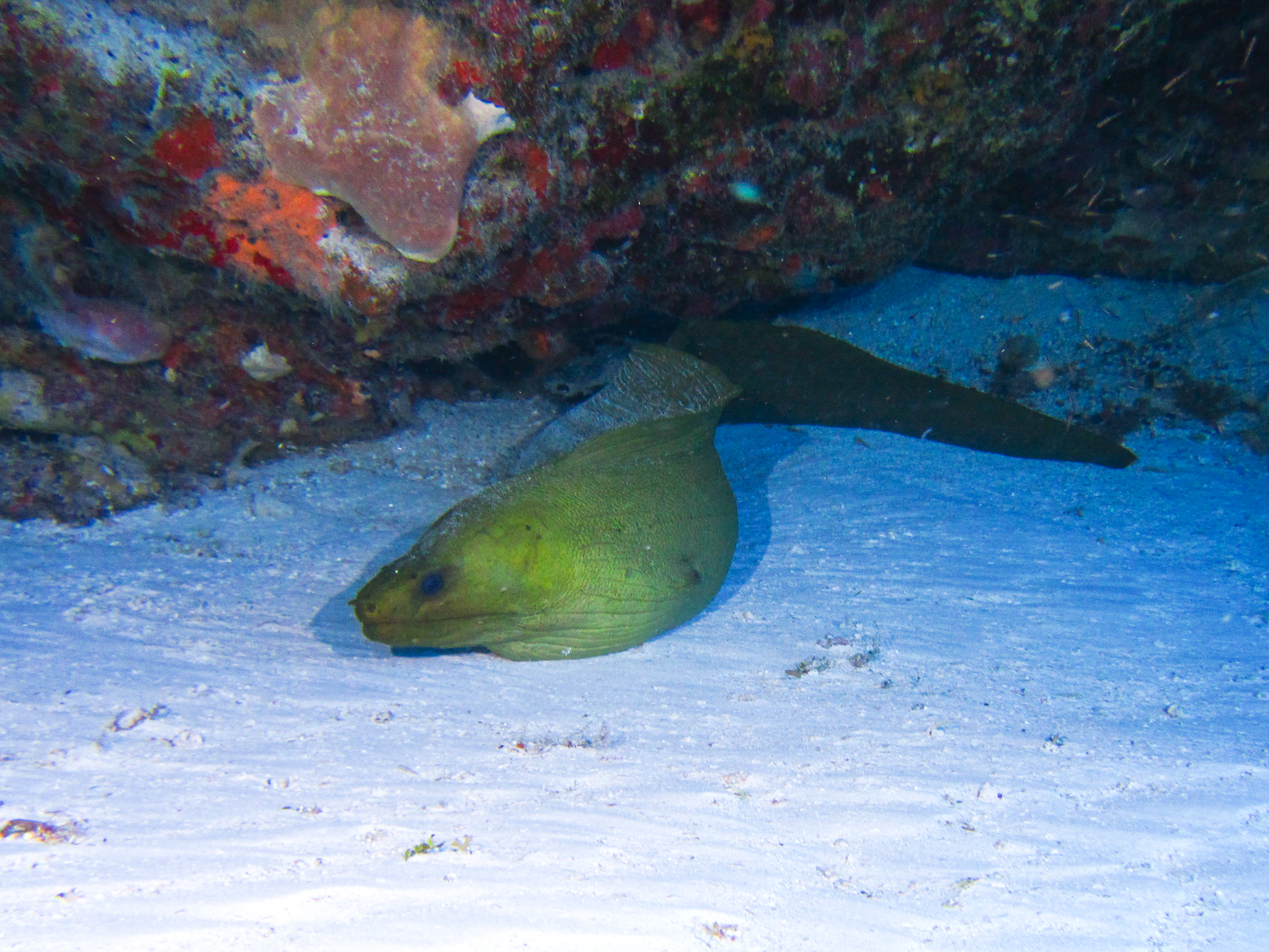 Green Moray Sheltering From Current 6236