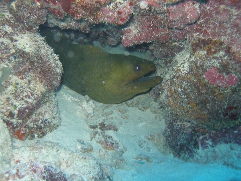 Green moray