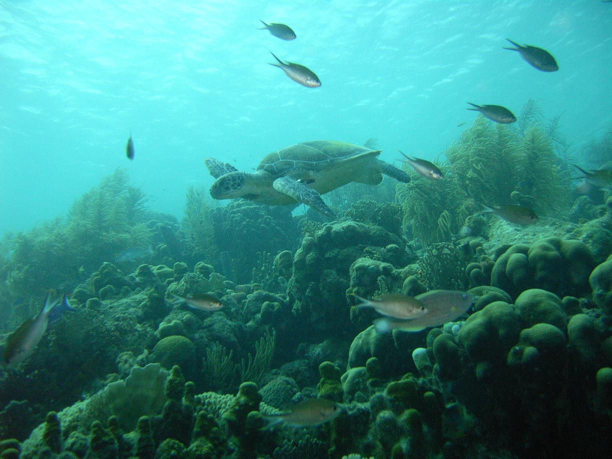 Green Sea Turtle