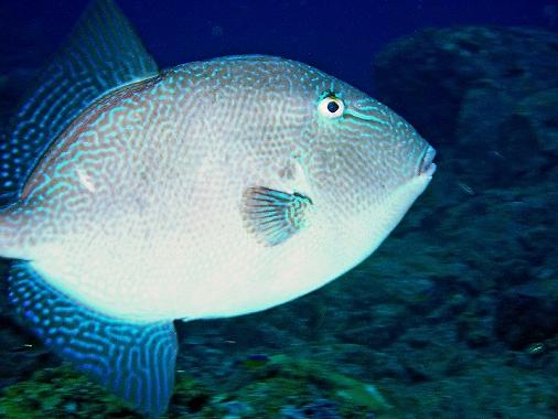 Grey "Biter" Trigger