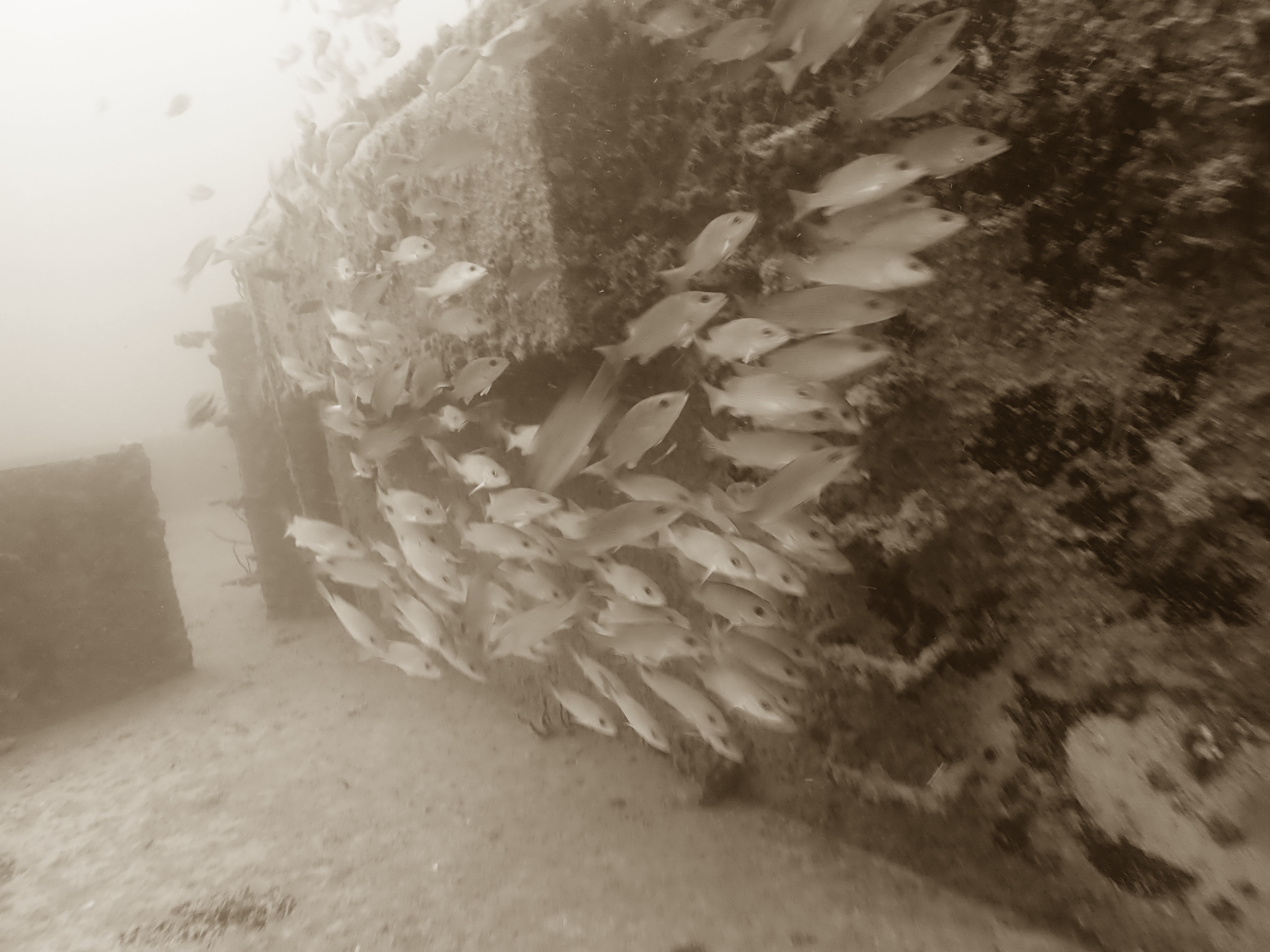 Groovy fish