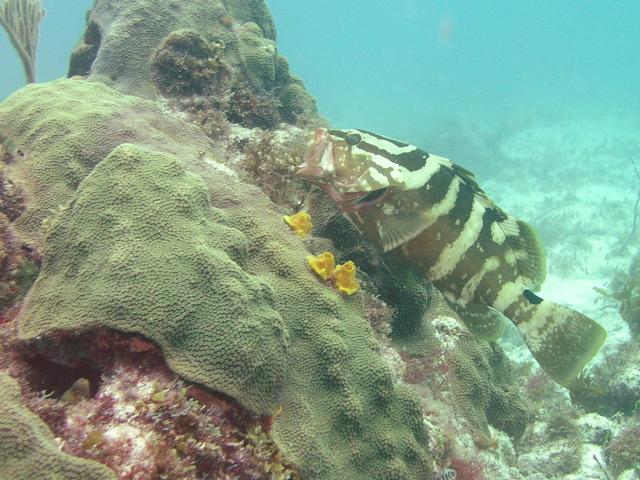 grouper at a cleaning station