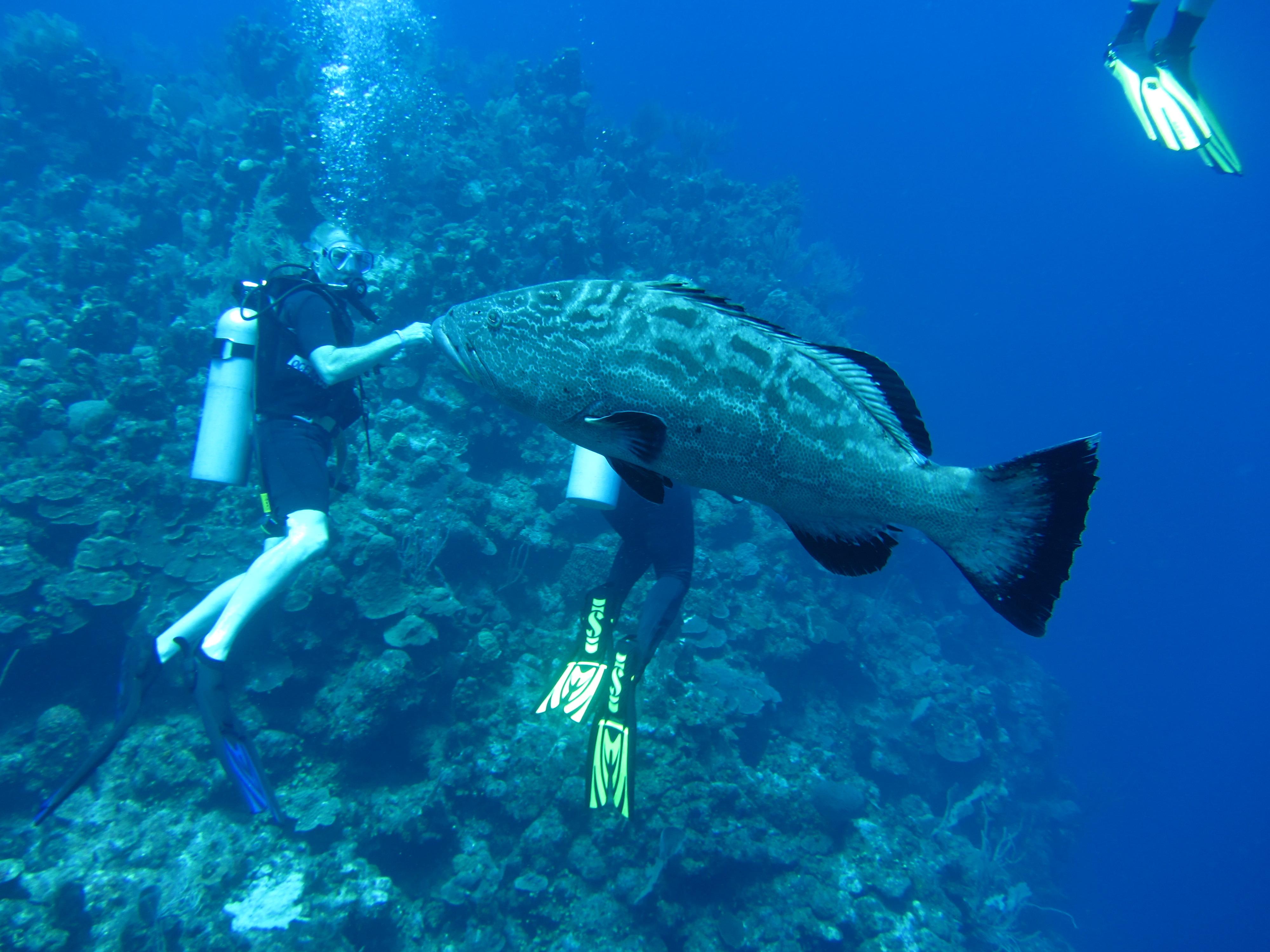 Grouper Fistbump