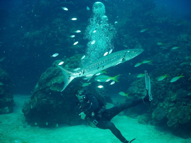 Grouper plus friends