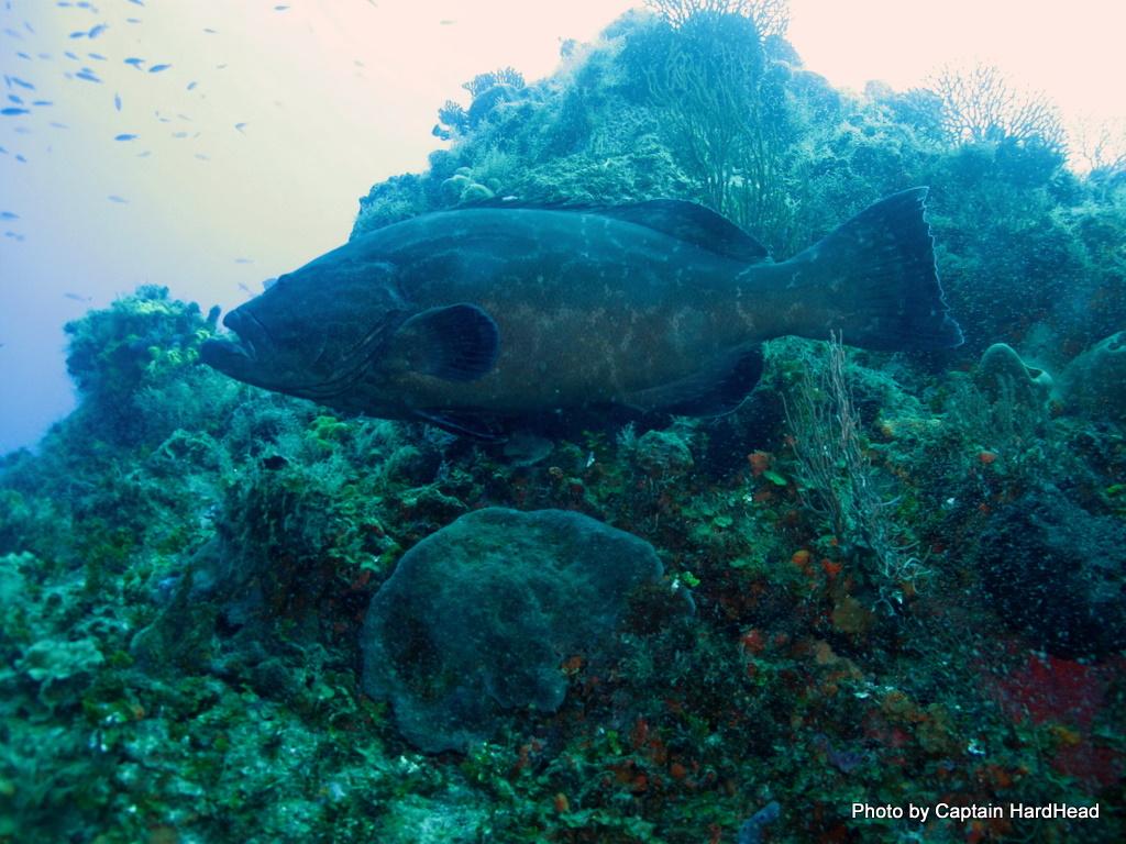 Grouper