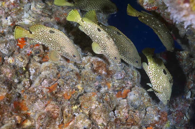 Grouper