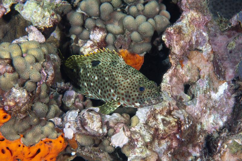 Grouper