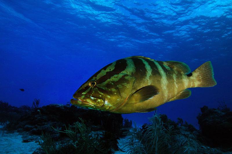 Grouper