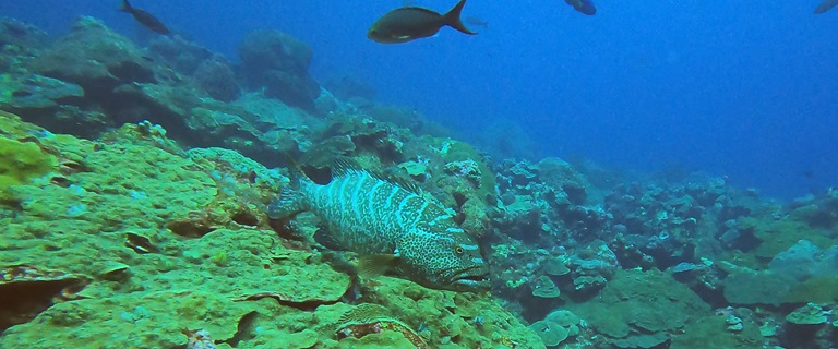 Grouper