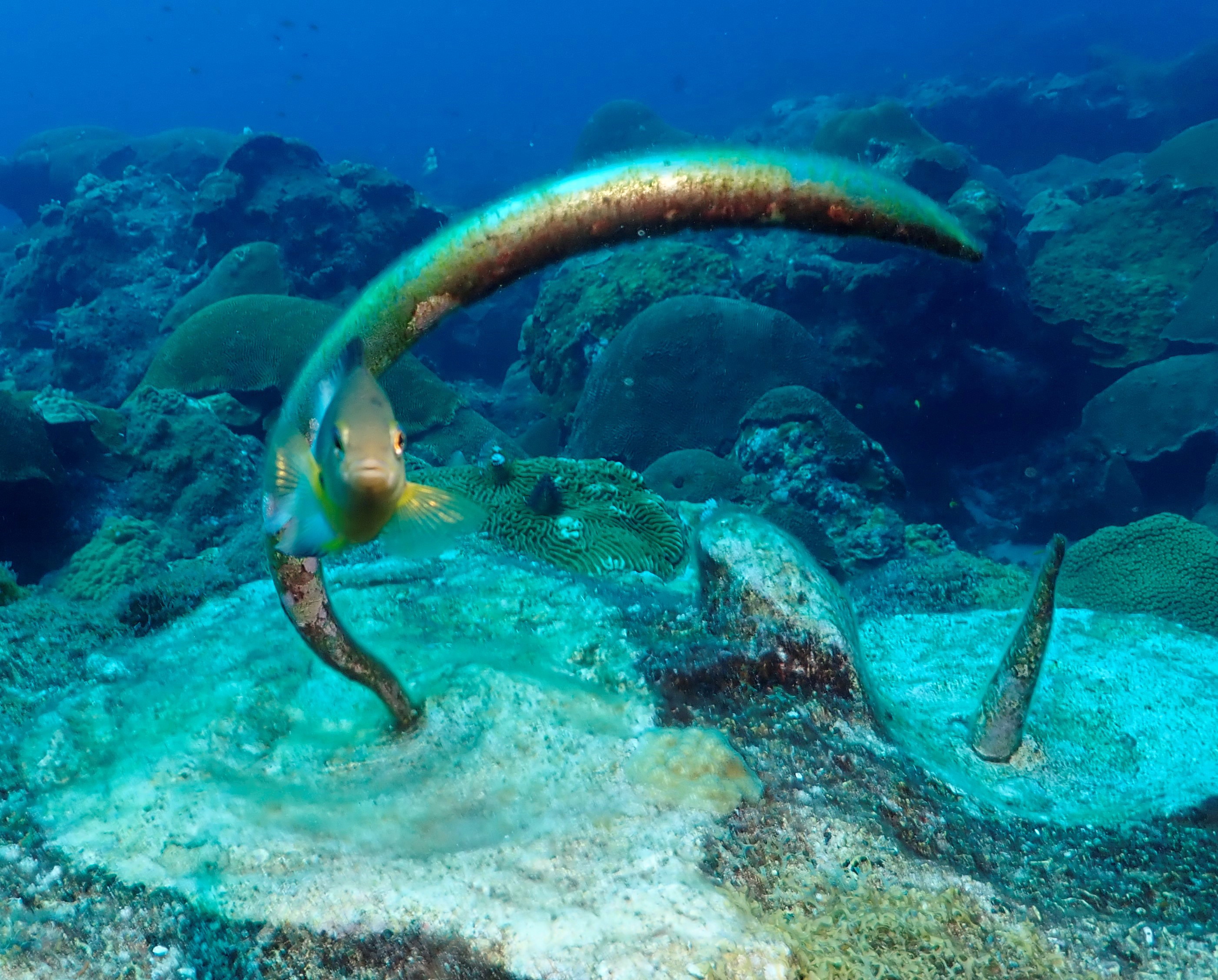 Guardian of the mooring bolt