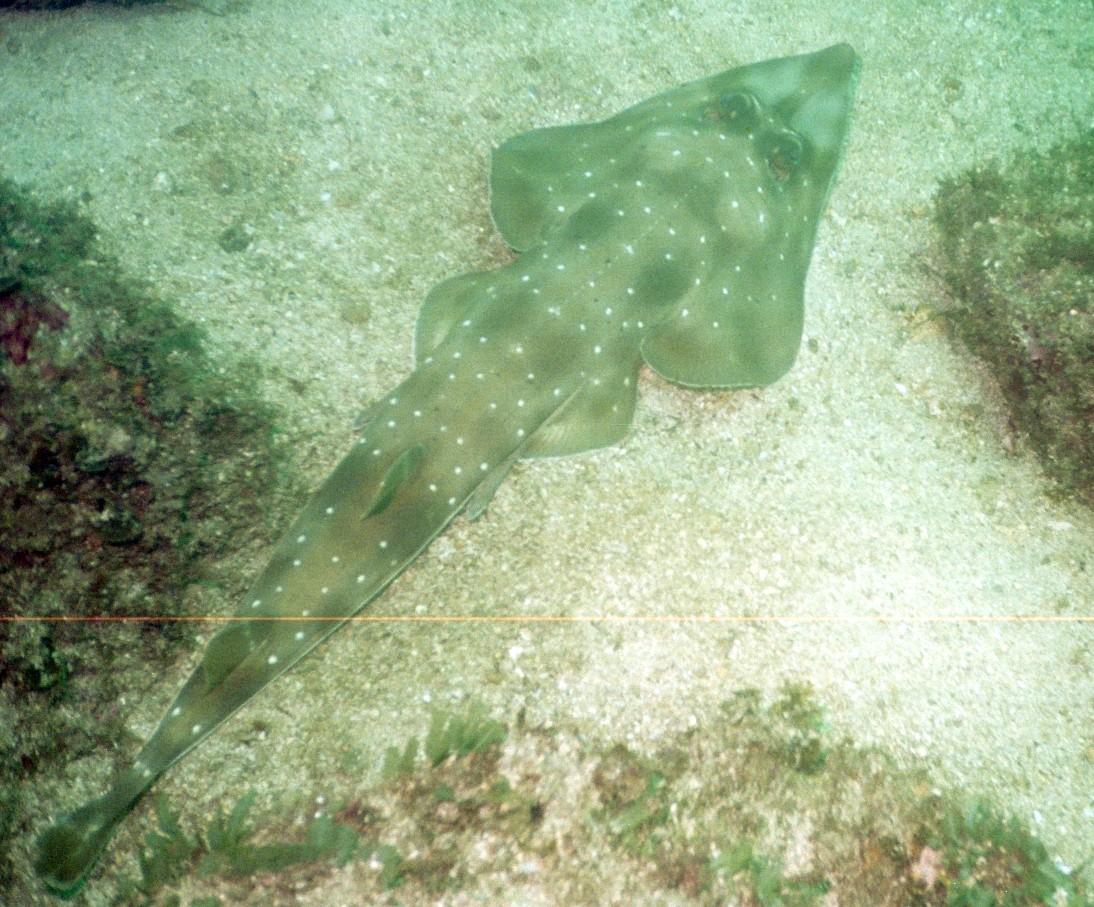 Guitarfish