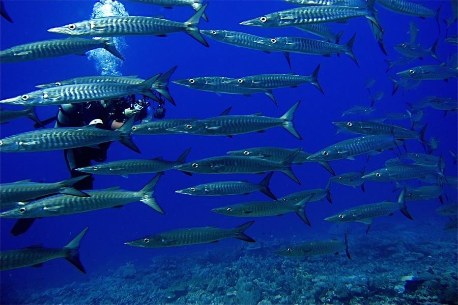 GWNDWN surrounded by school of chevron barracuda