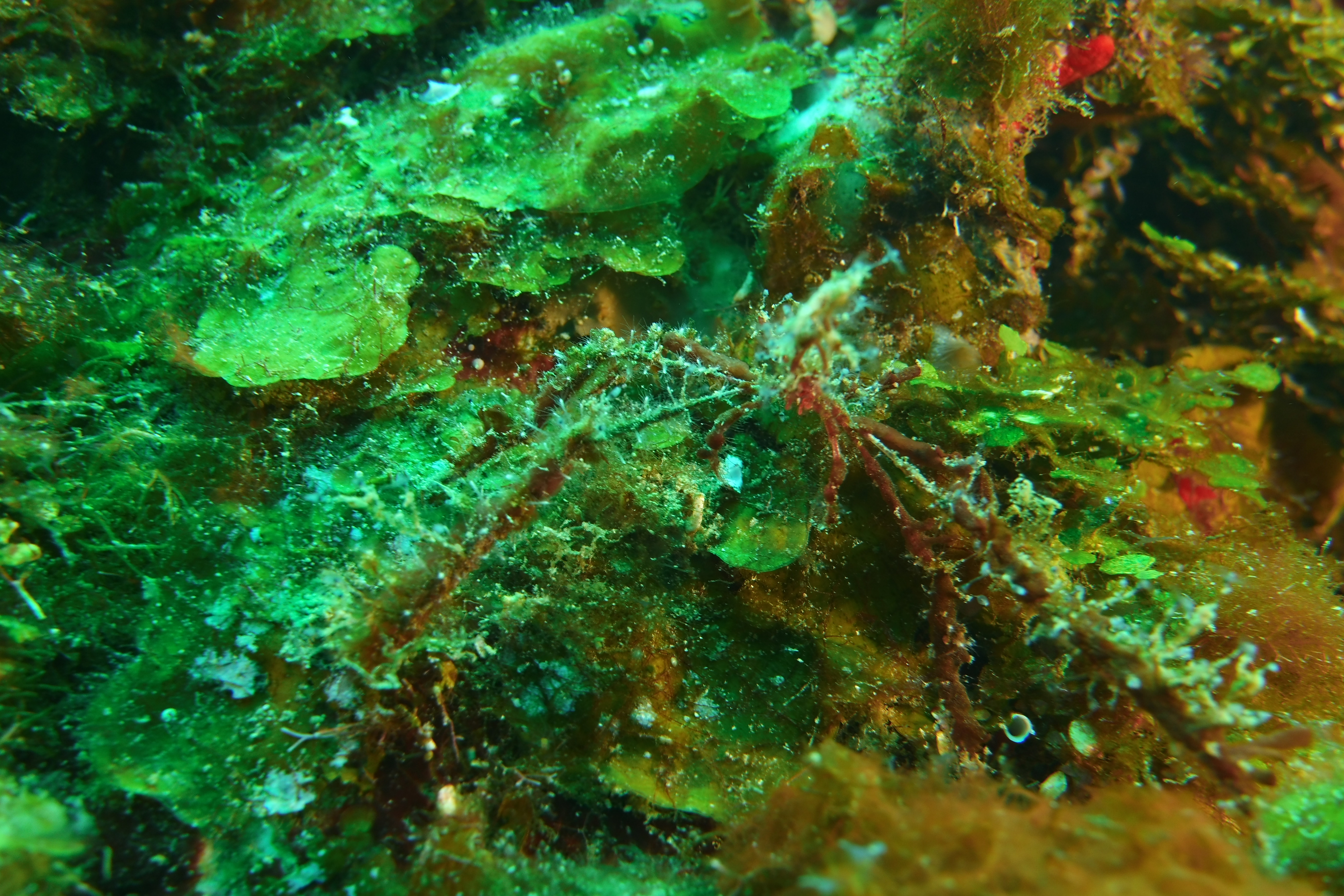 Hairy crab