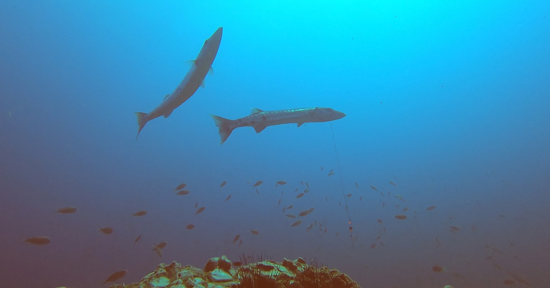 Half-fished Barracuda