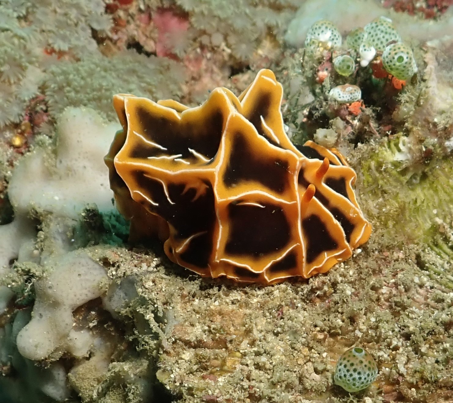 Halgerda Reticulidia