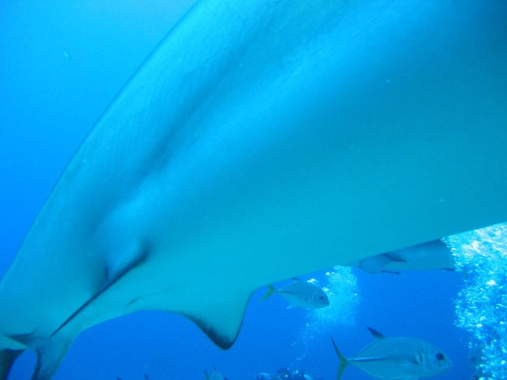 Hamish the Hammerhead