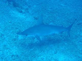 Hammerheads