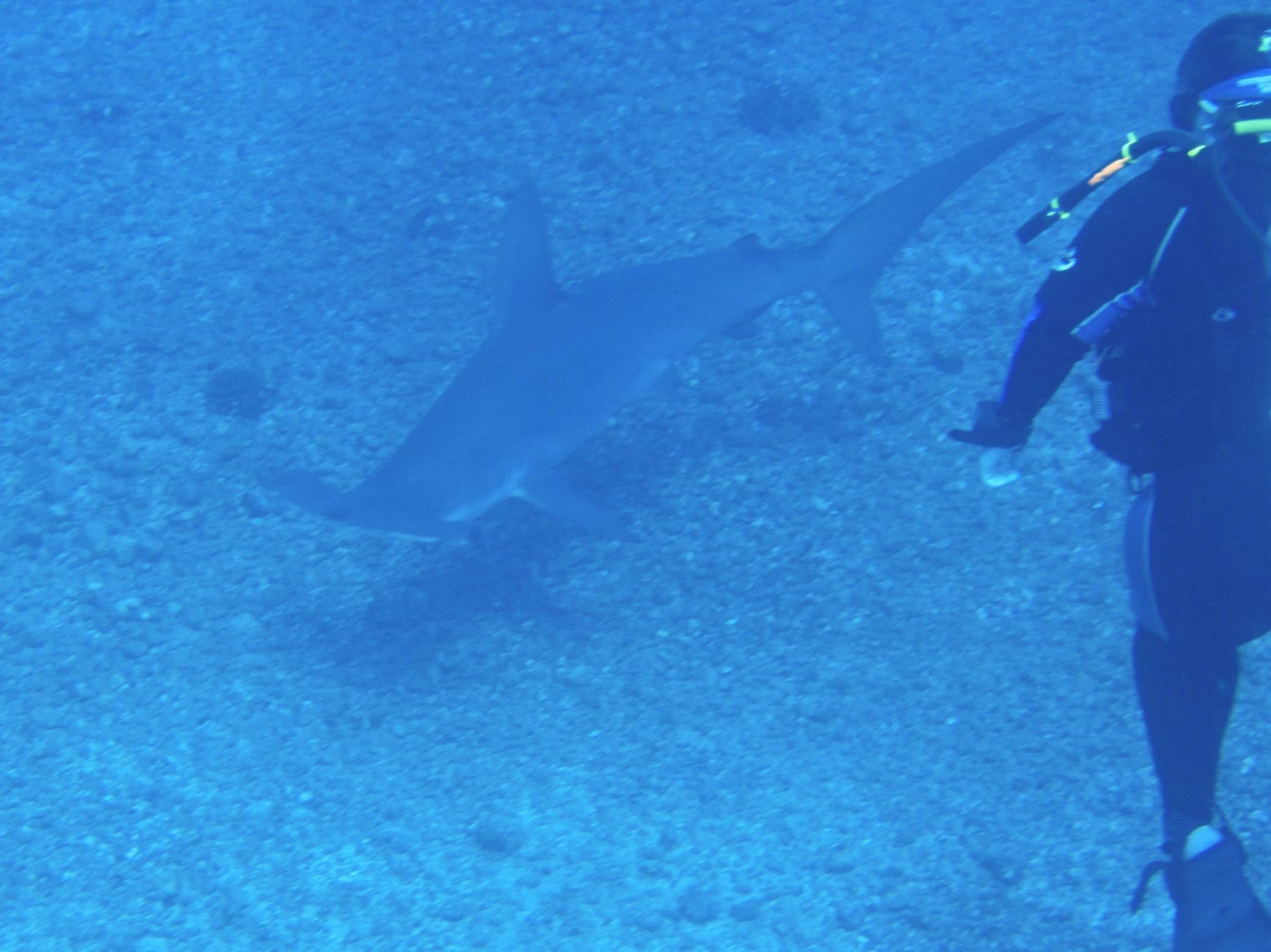Hammerheads