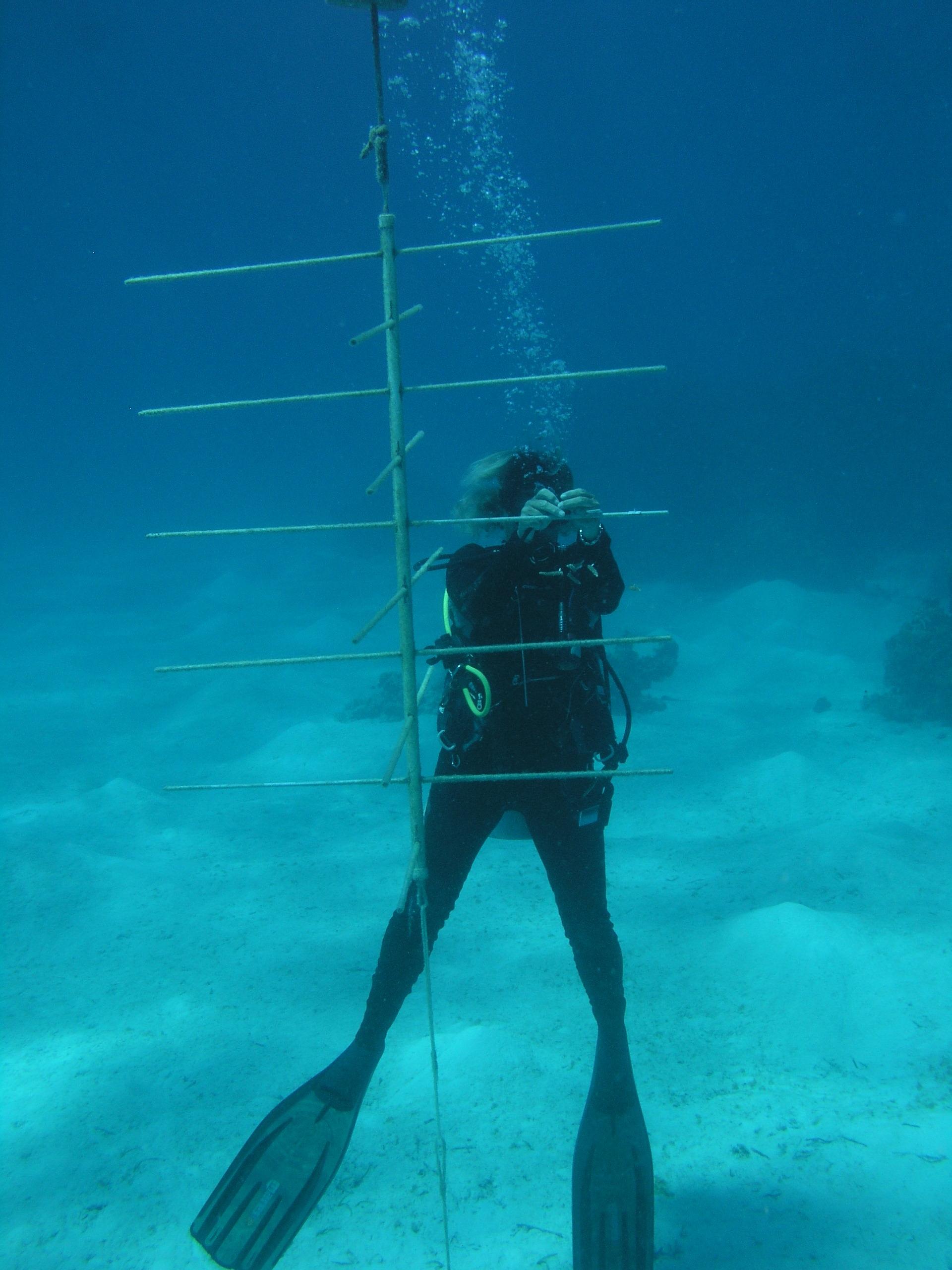 hanging the coral