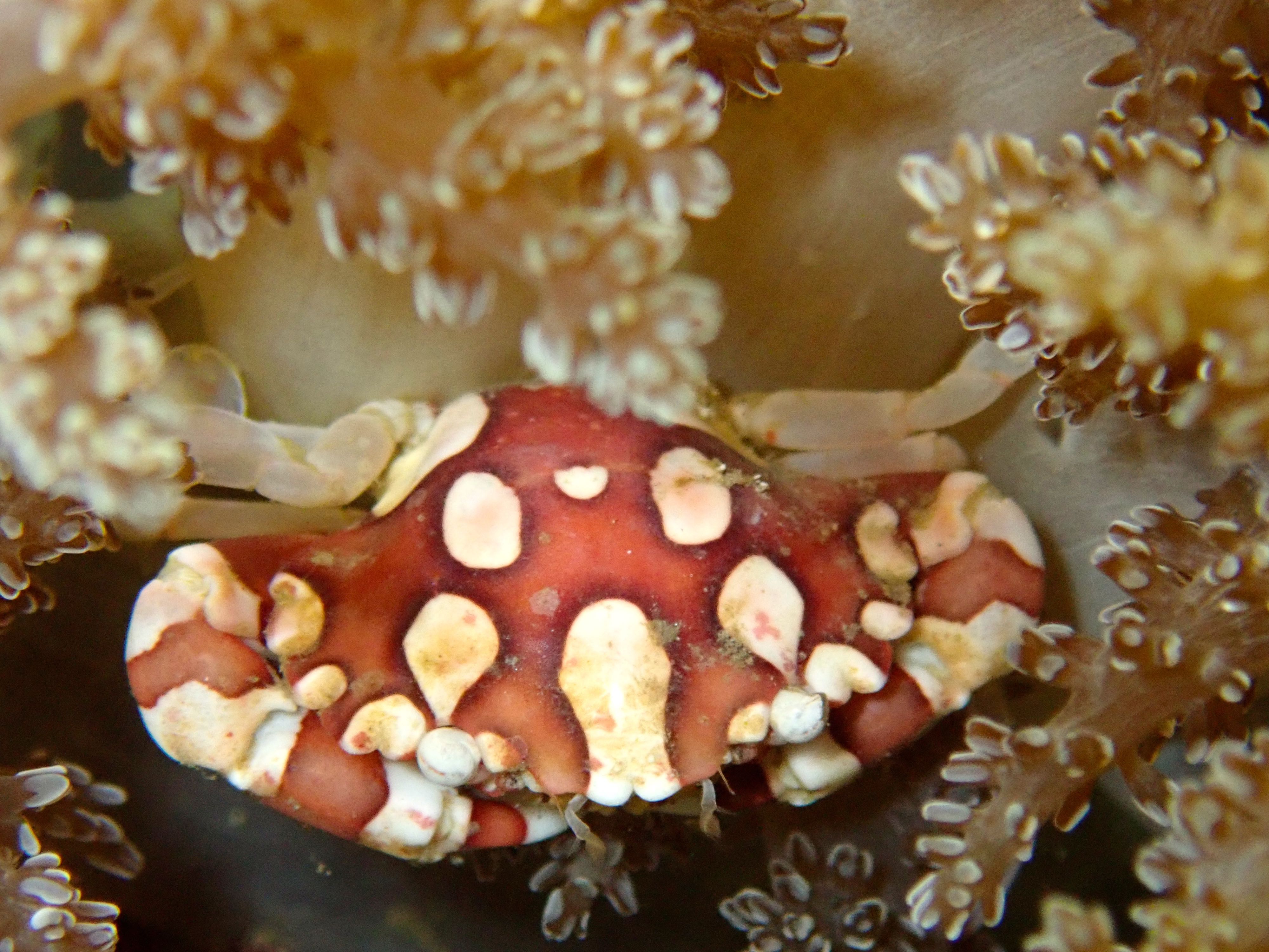 Harlequin Crab