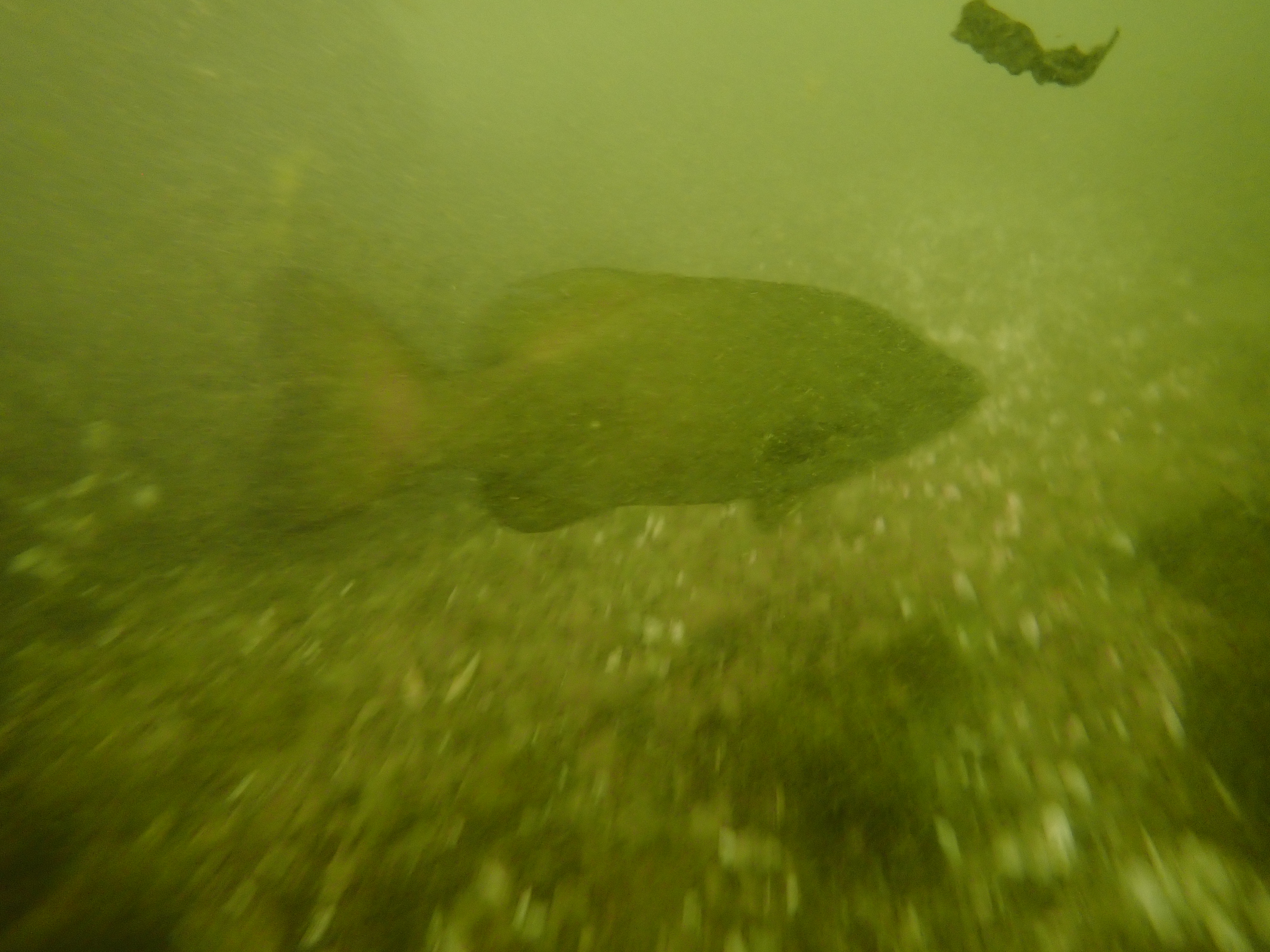 Haulin' bass downstream