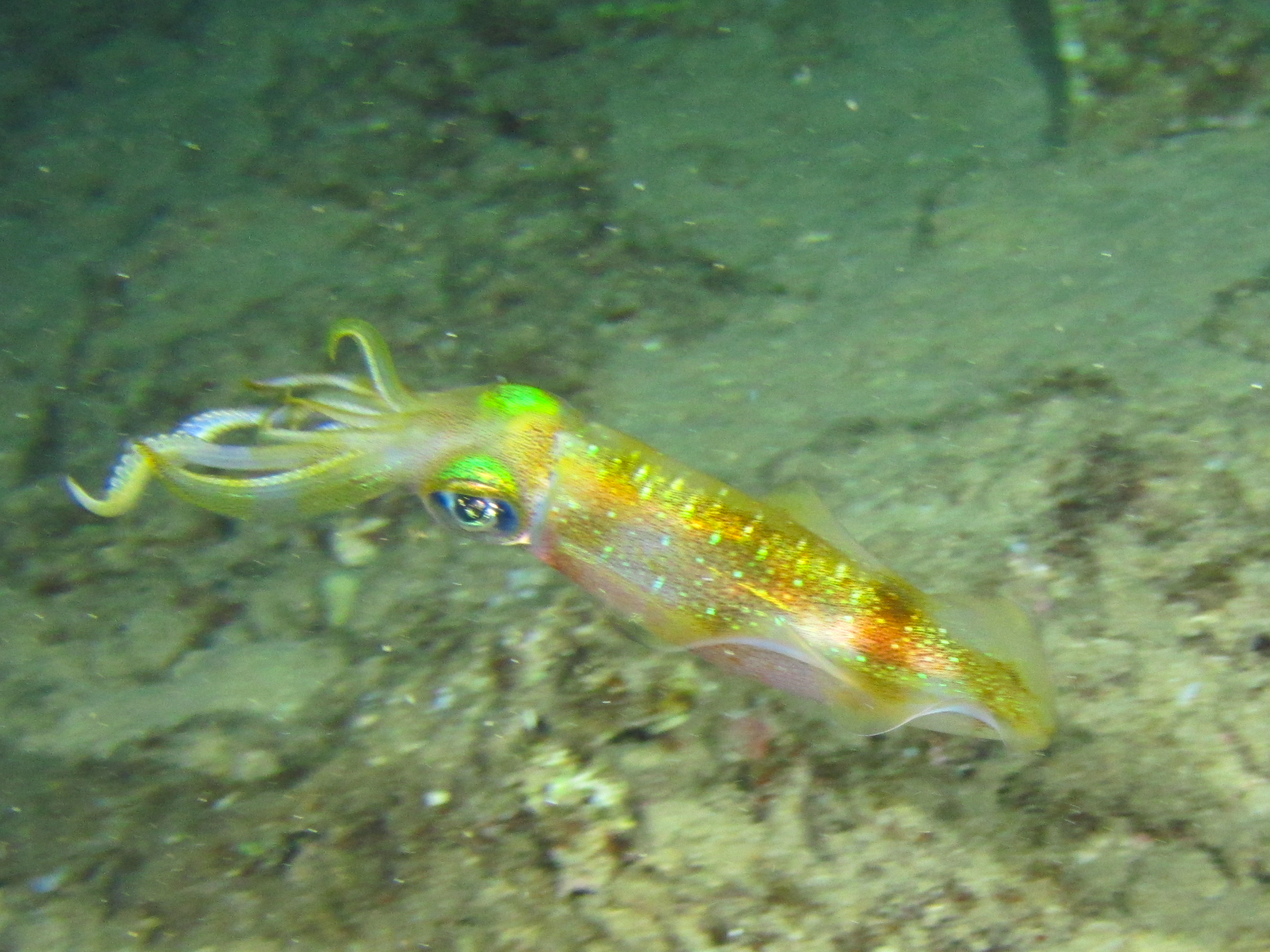 Hawaii Airport Beach Squid-7663