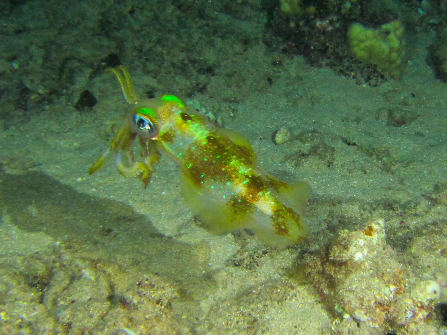 Hawaii Airport Beach Squid-7694