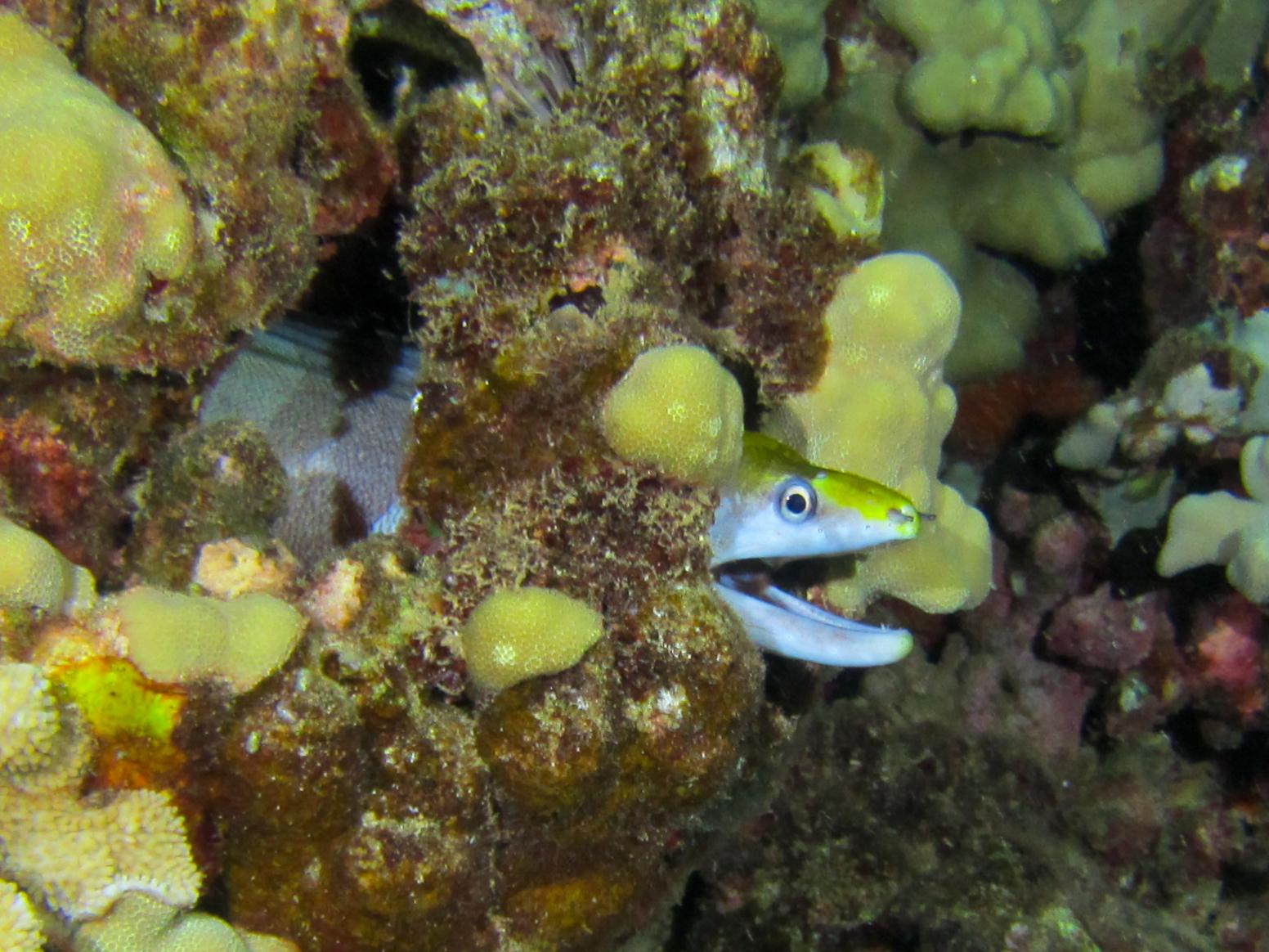 Hawaii Airport Beach Undulated Moray Or Possible Yellowhead-7685