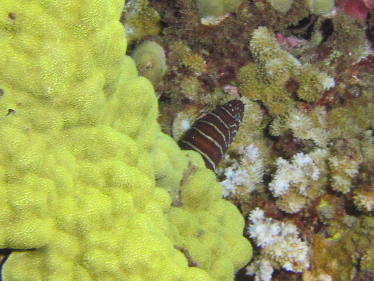 Hawaii Airport Beach Zebra Moray-7679