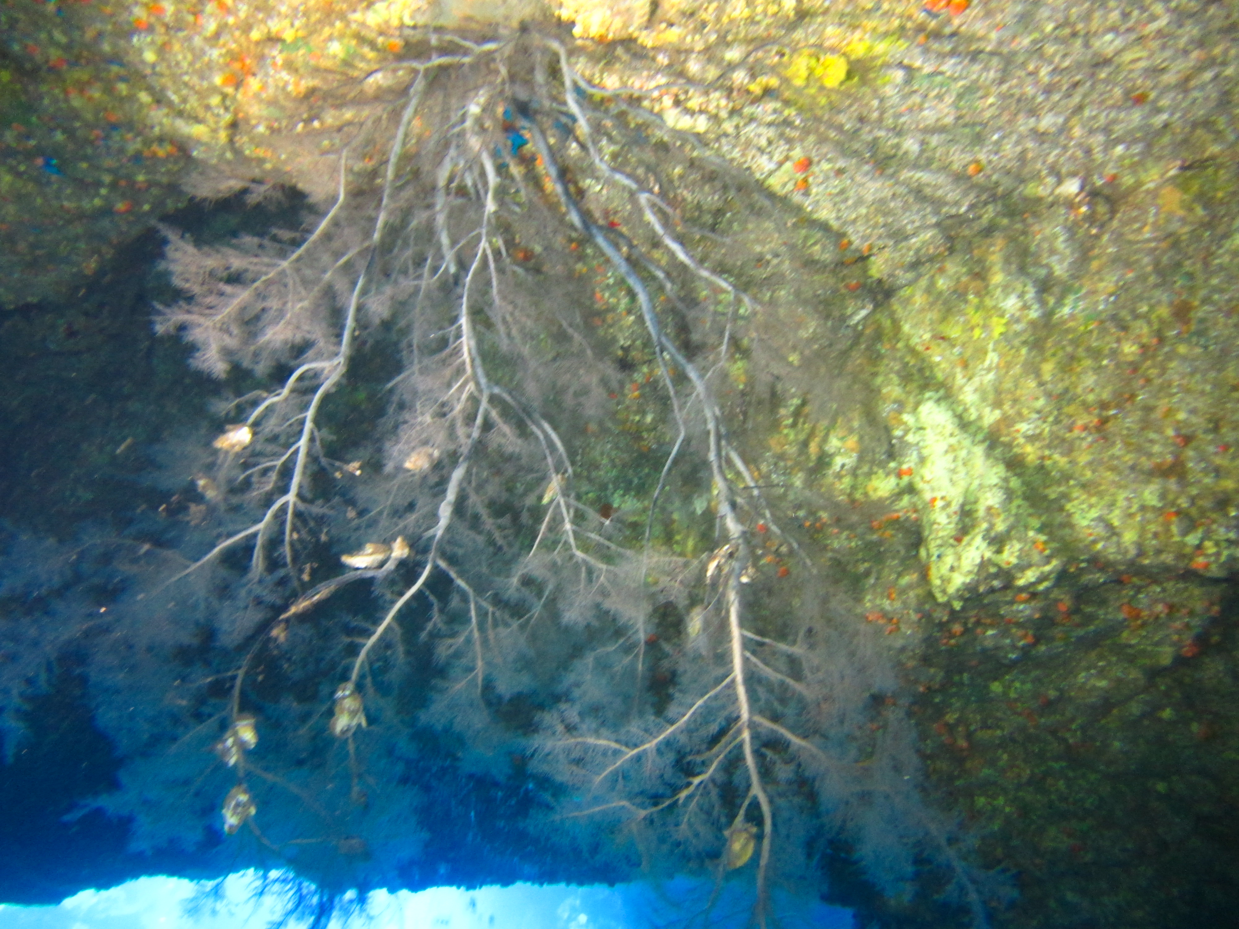 Hawaii Black Coral In Second Cathedral-7195