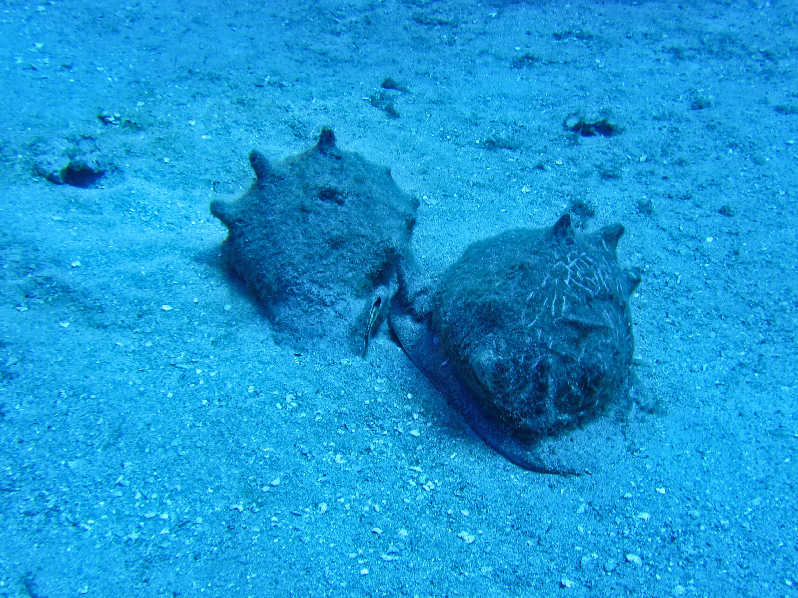 Hawaii Carthegenian-7723