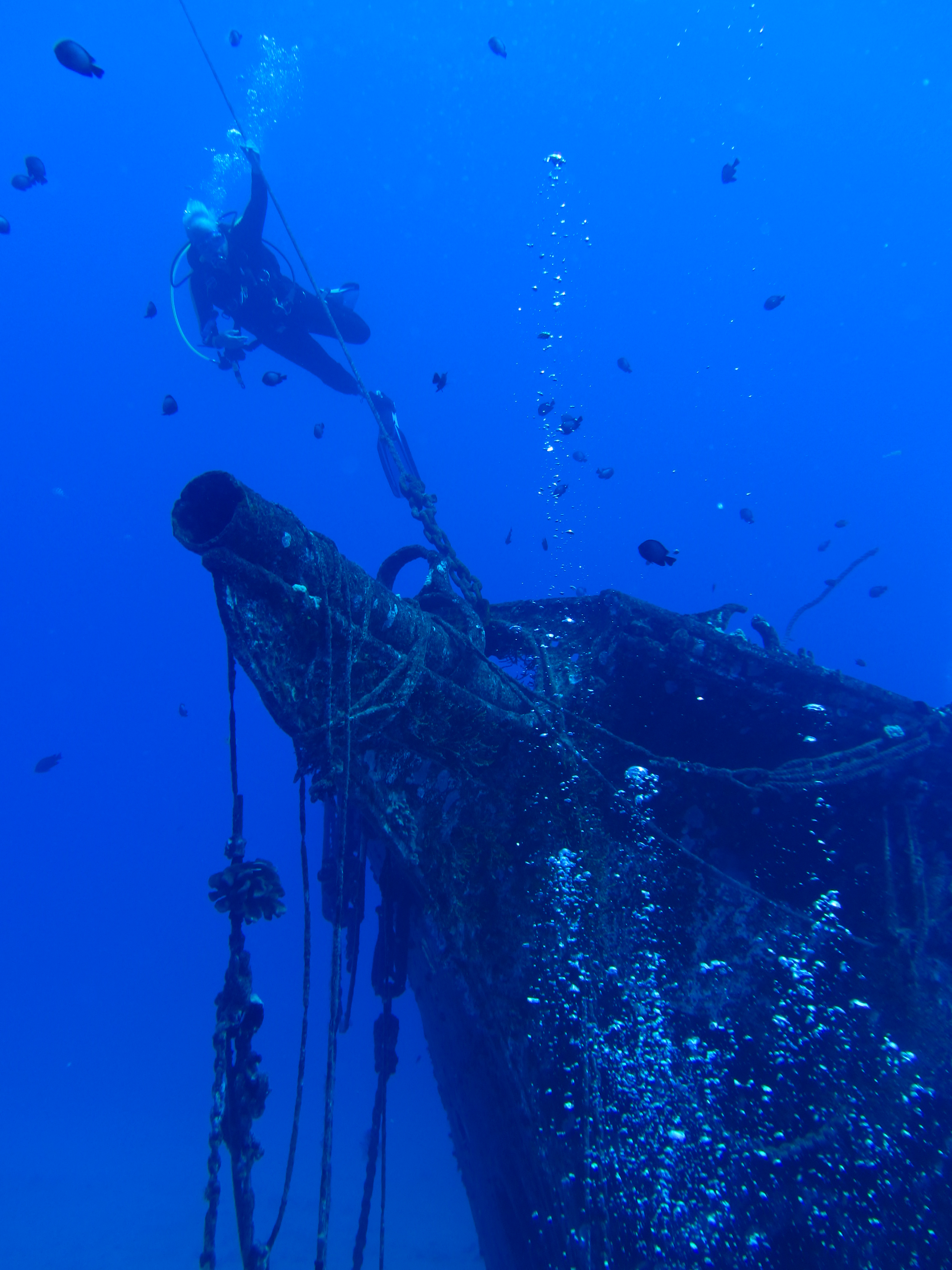 Hawaii Carthegenian Bow-7718