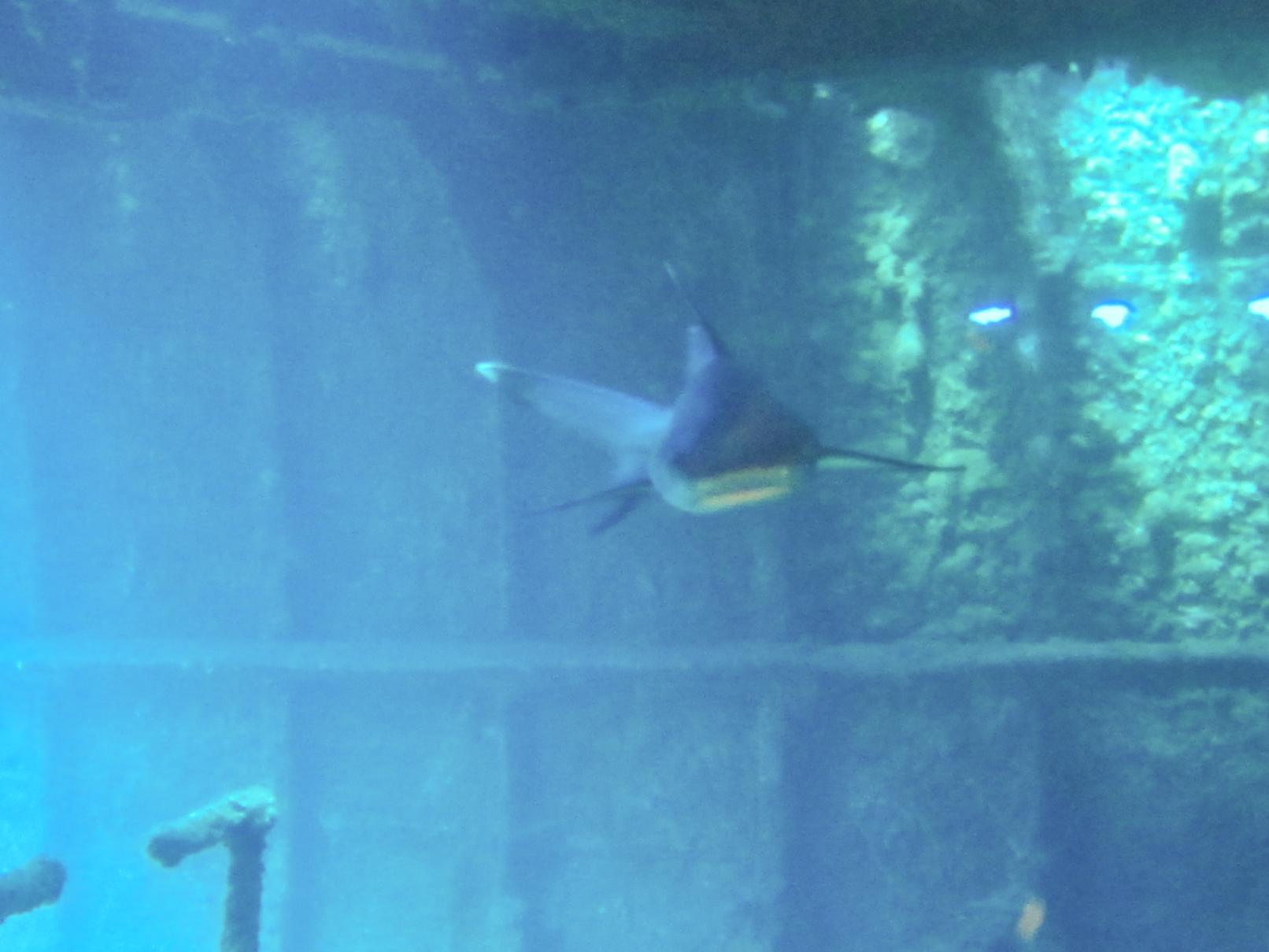 Hawaii Carthegenian Great White    Tip Reef Shark-7738