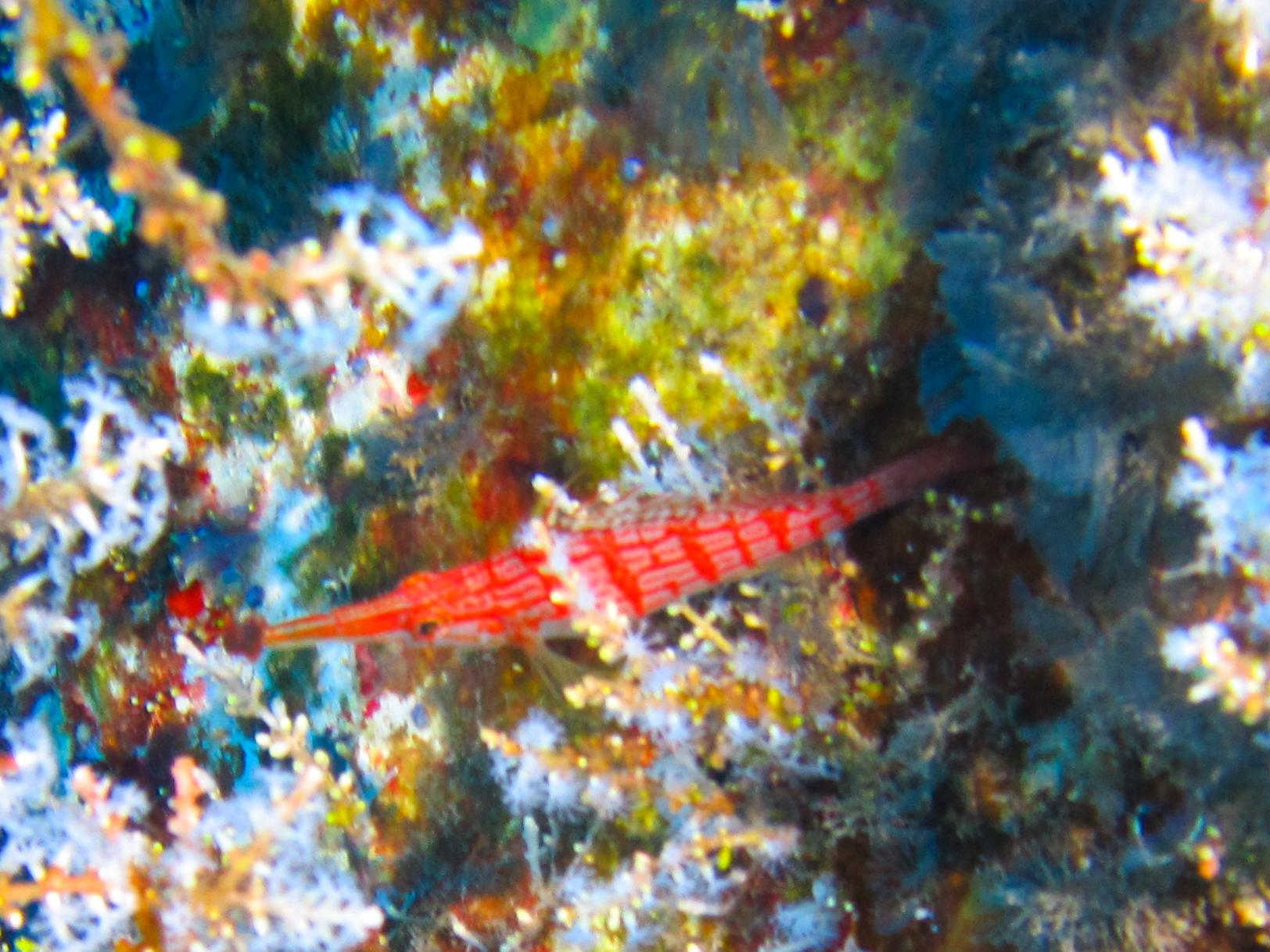 Hawaii Carthegenian Longnose Hawkfish-7733