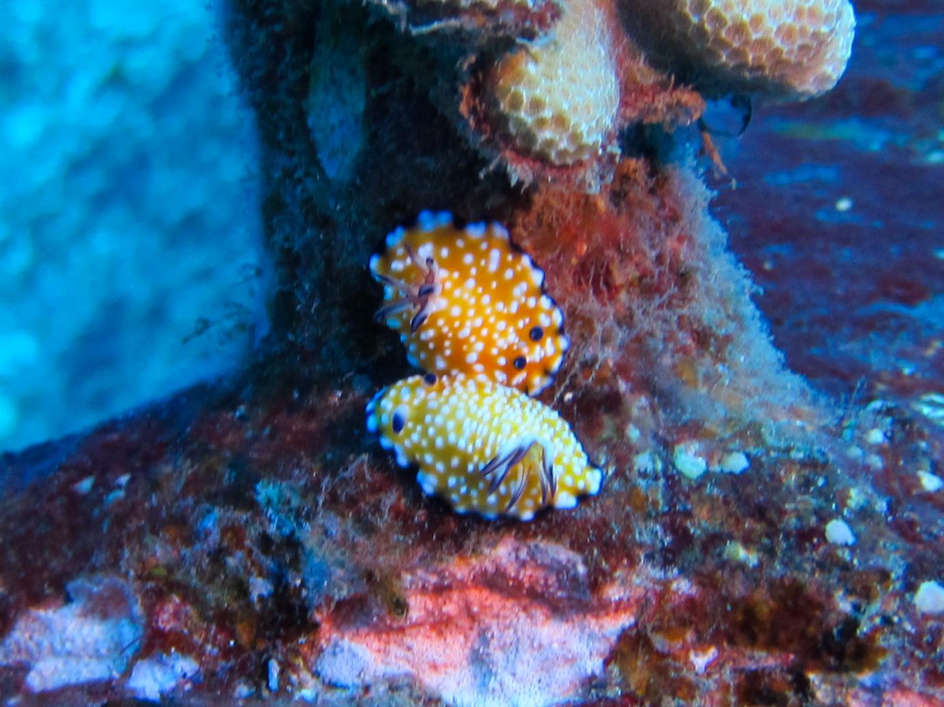 Hawaii Carthegenian Trembling Nudibranch  Goniobranchus Vibratus-7751