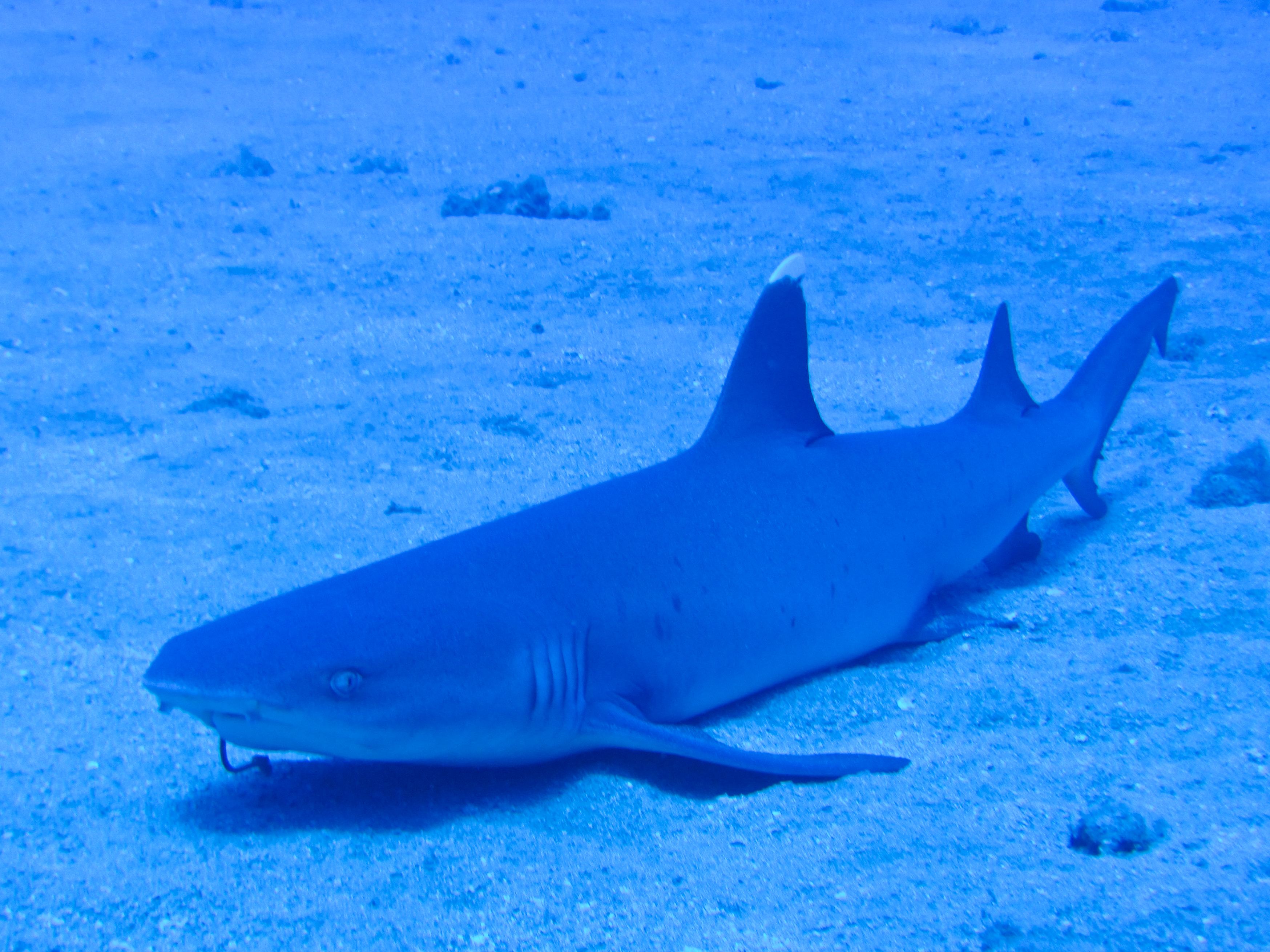 Hawaii Carthegenian White Tip Reef Shark-7770